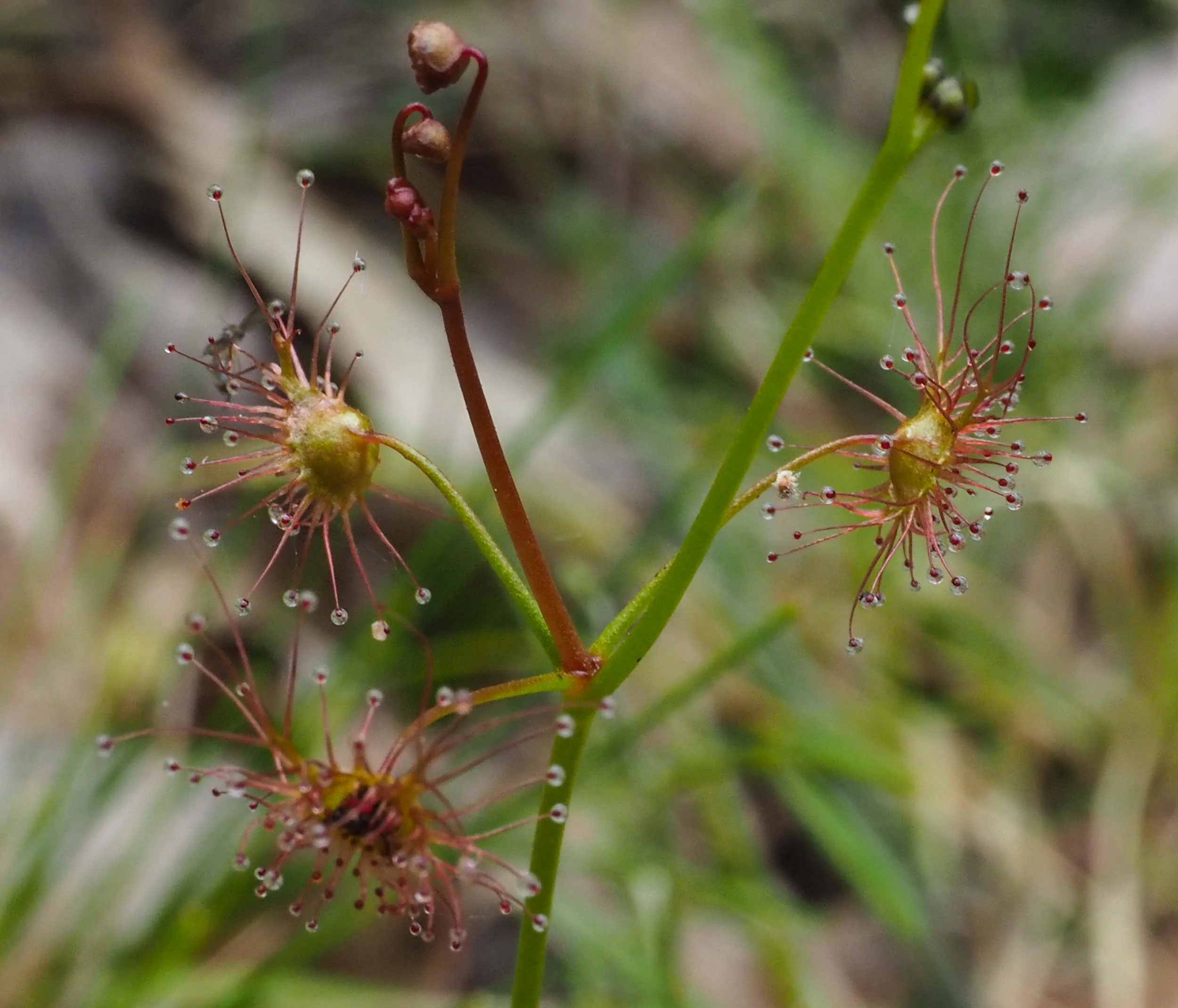 Tall Sundew