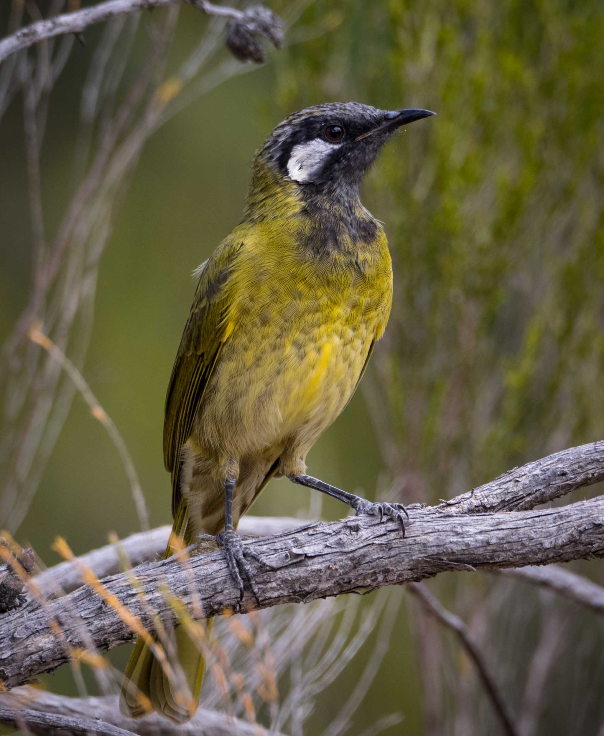 White-eared Honeyeater