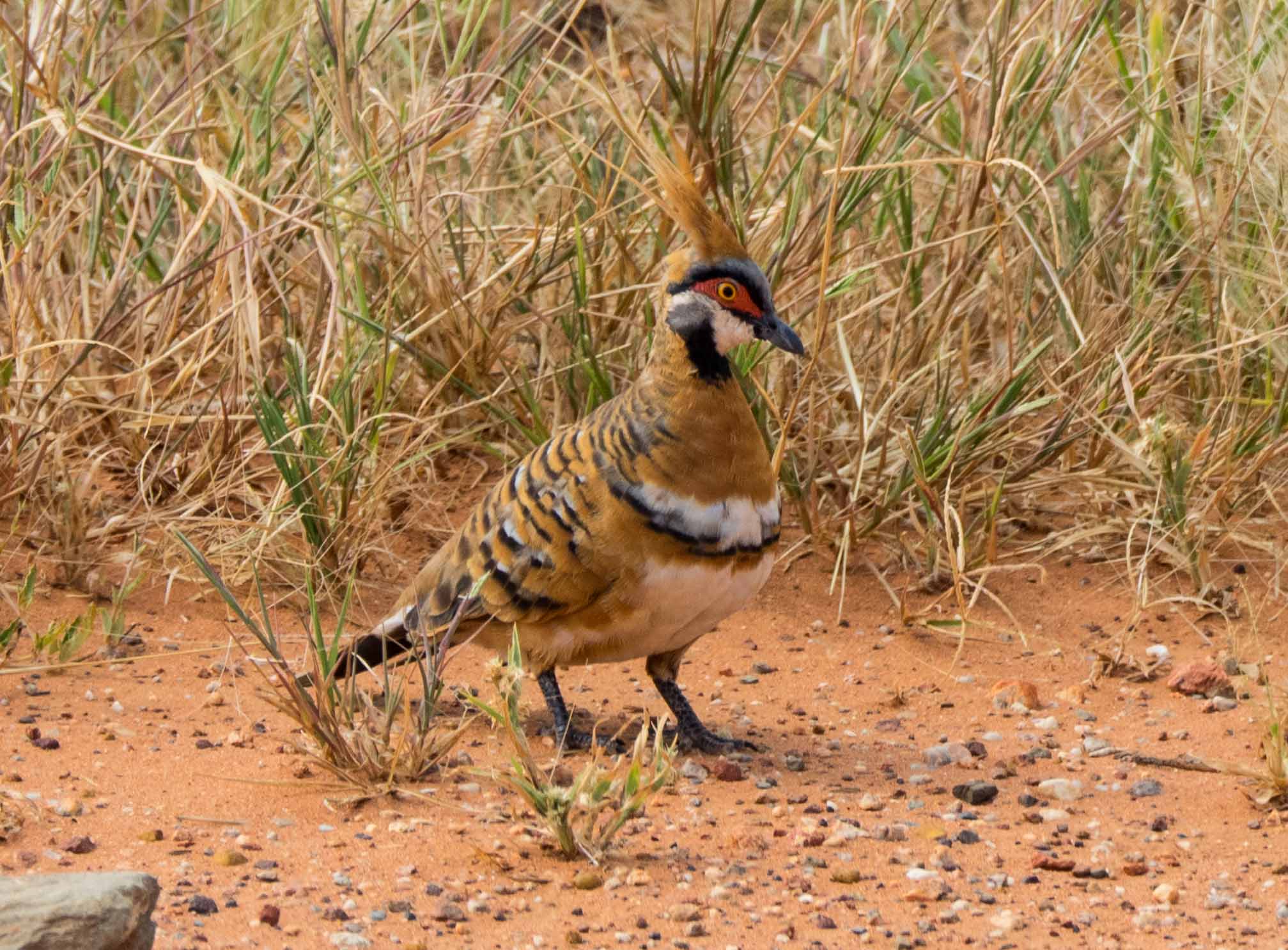 Spinifex Pigeon