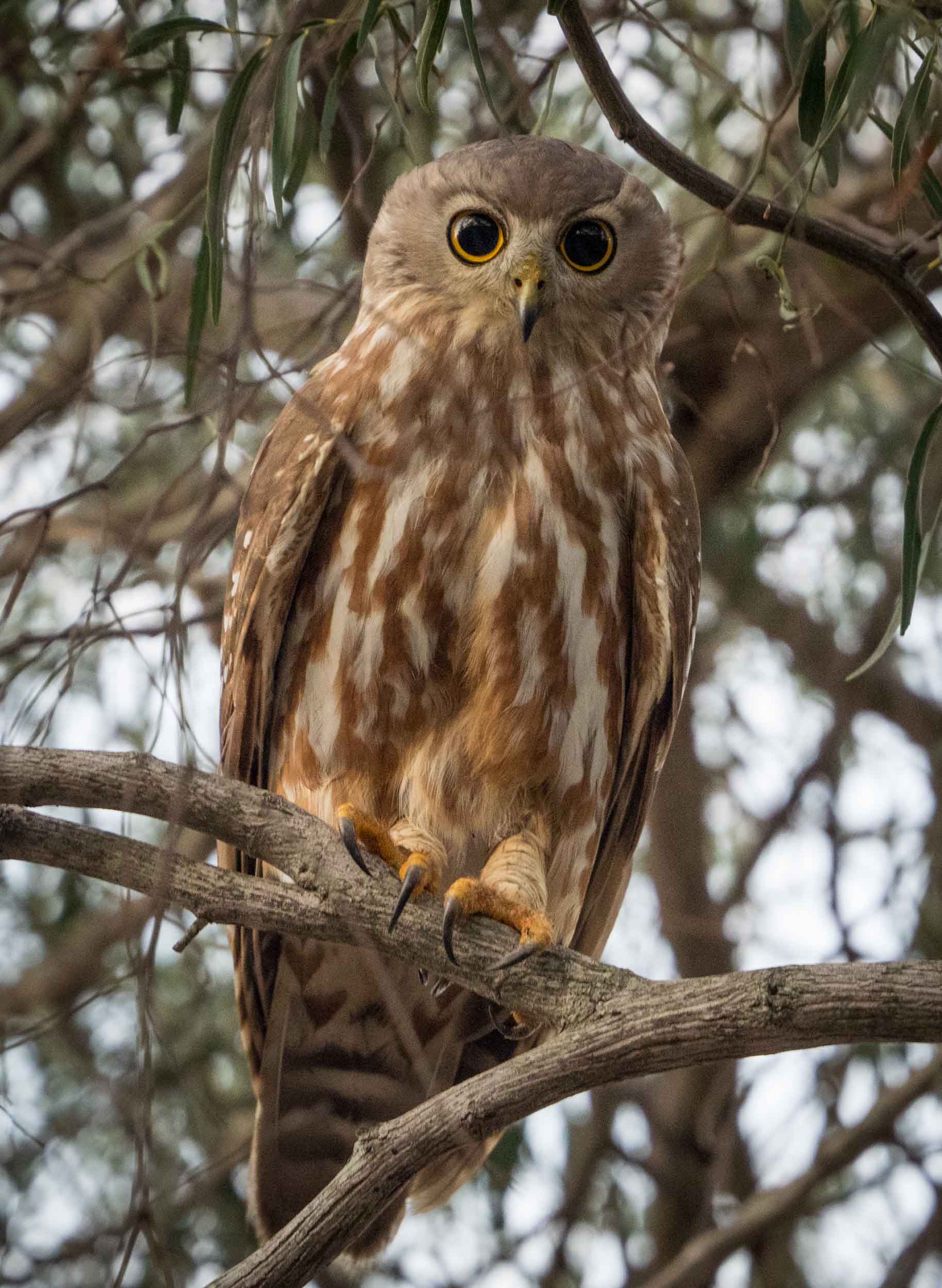 Barking Owl