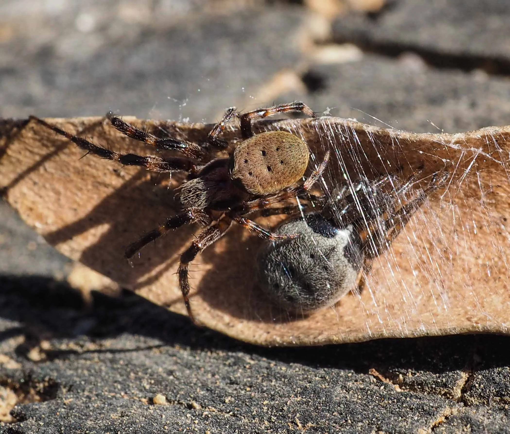 Half Orb-weaver