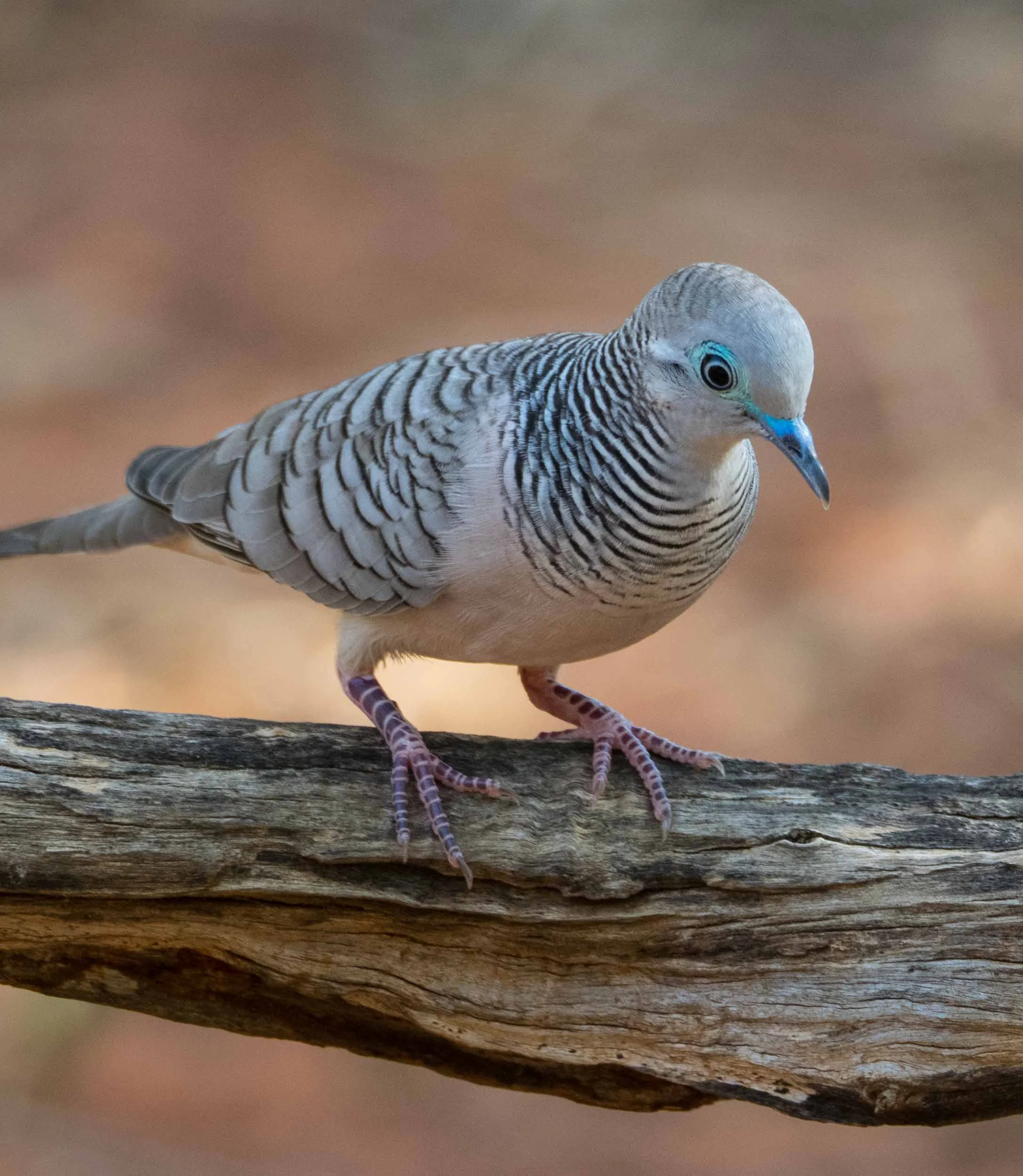 Peaceful Dove