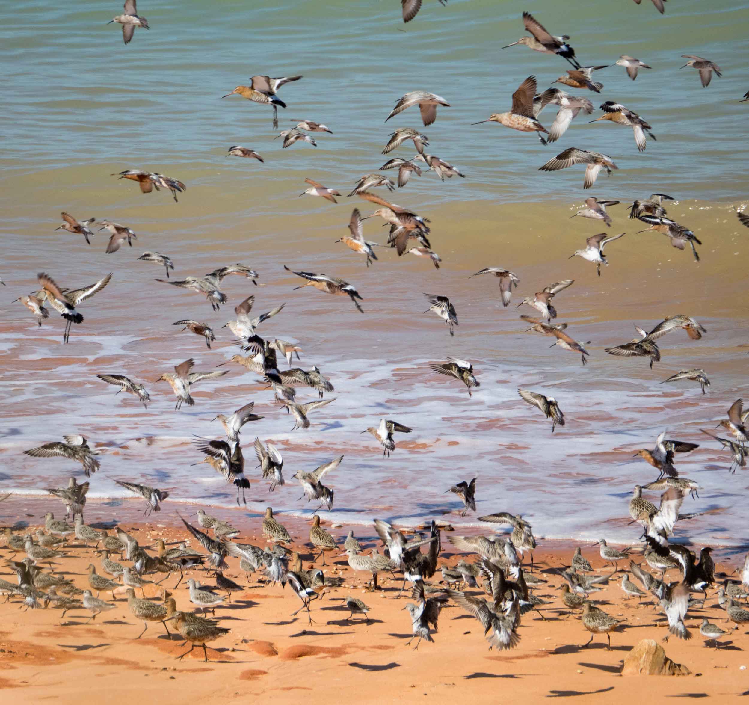 Migratory shorebirds