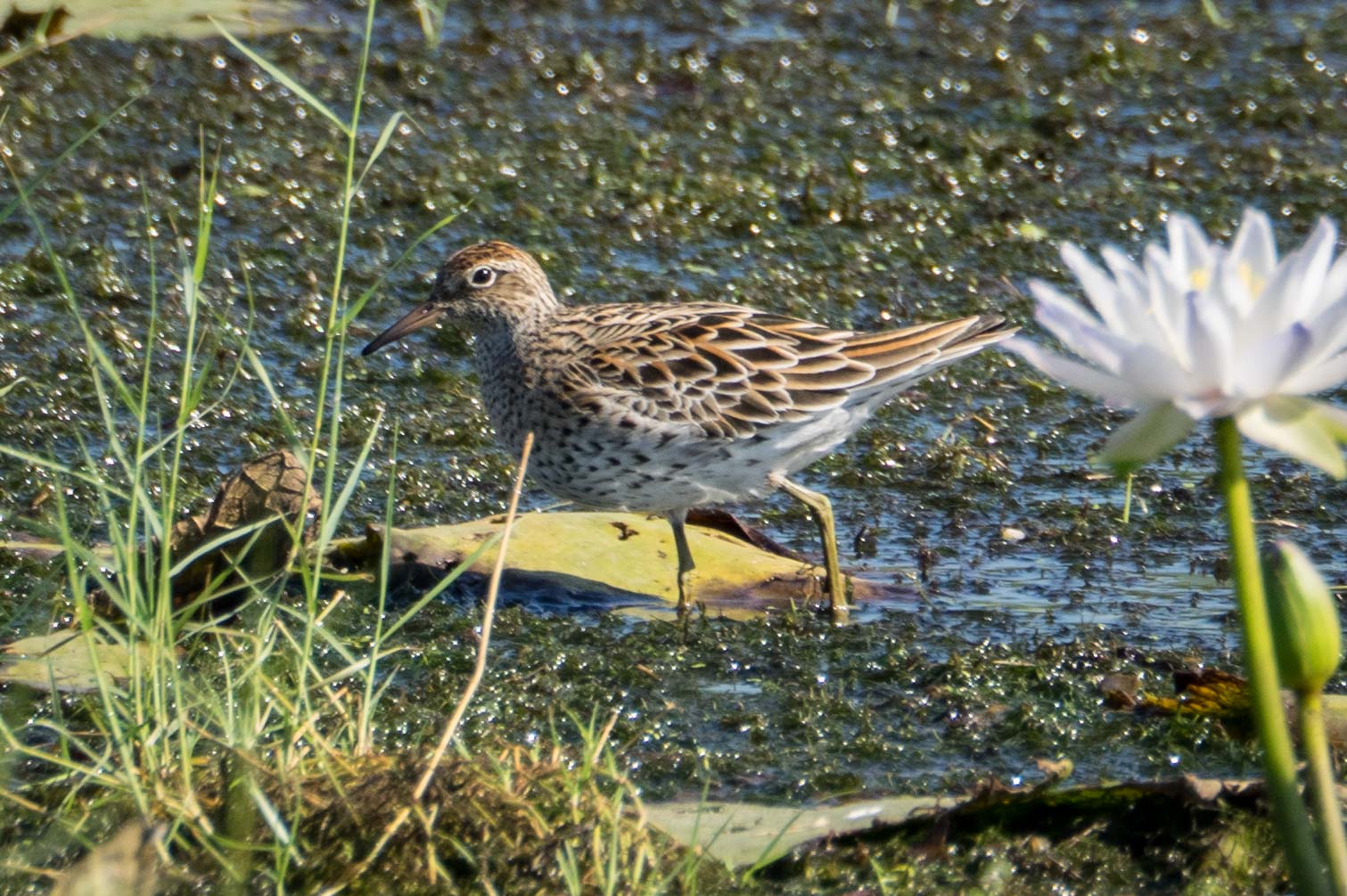 Sharp-tailed Sandpiper
