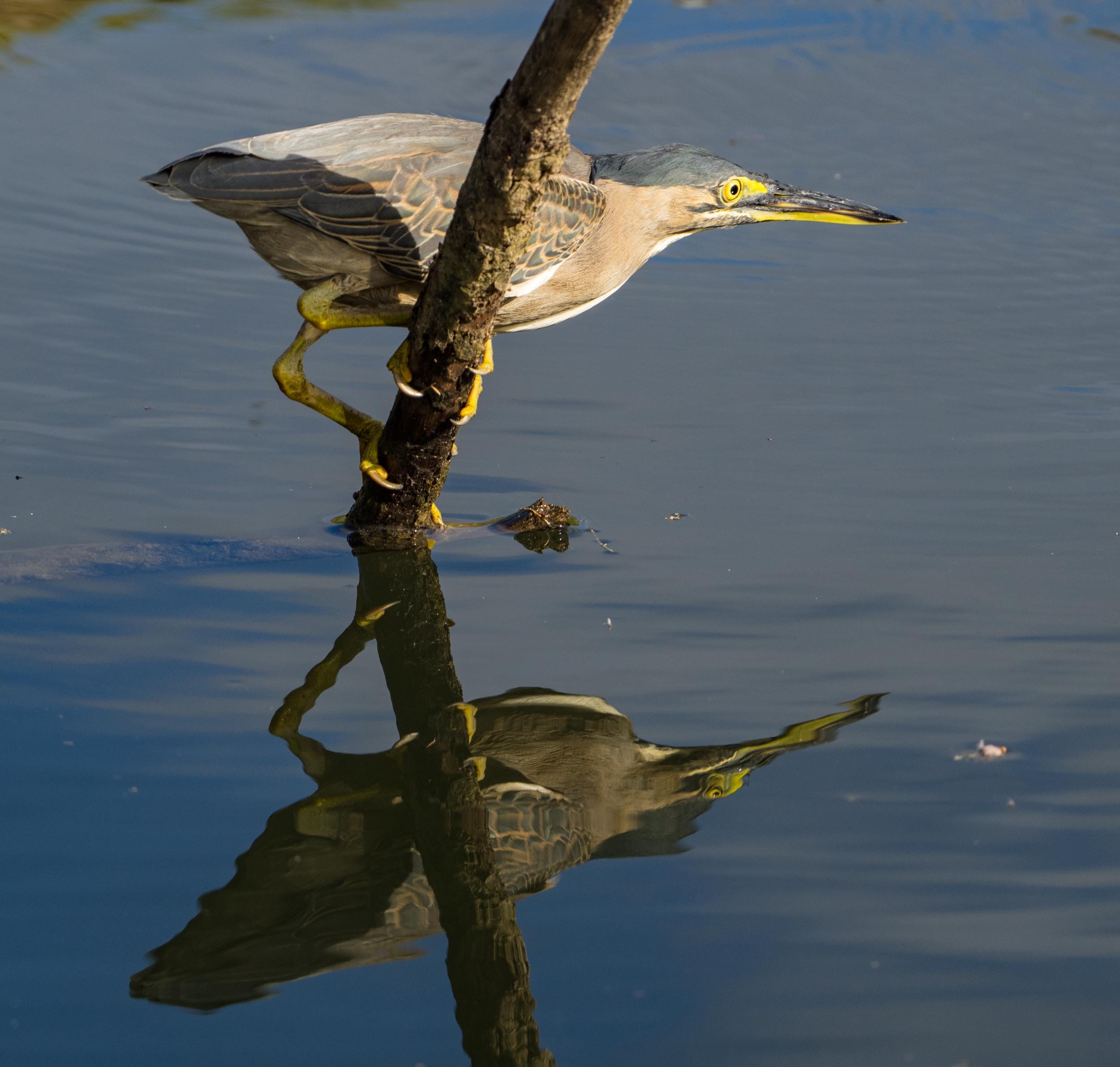 Striated Heron