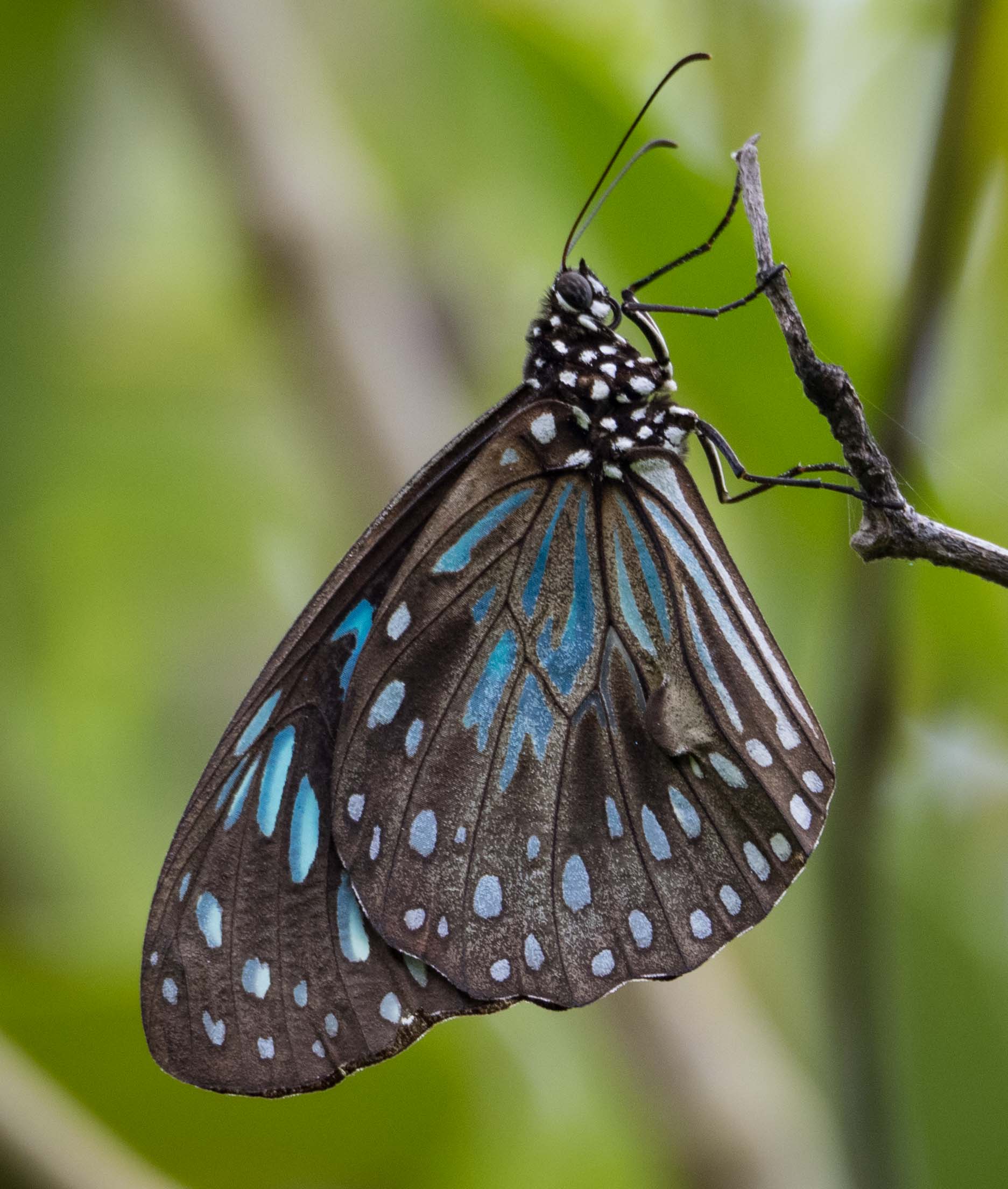 Blue Tiger