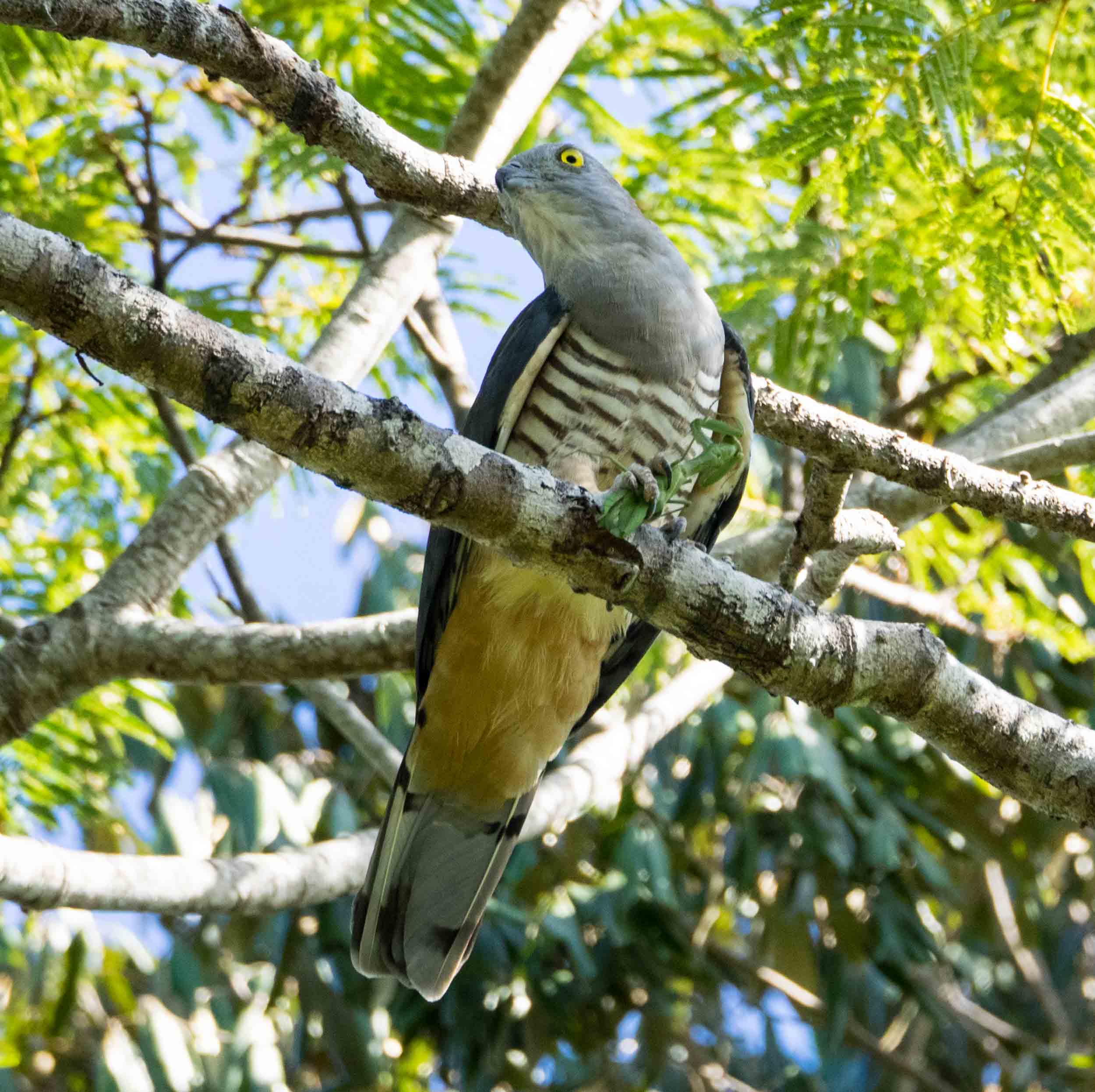 Pacific Baza
