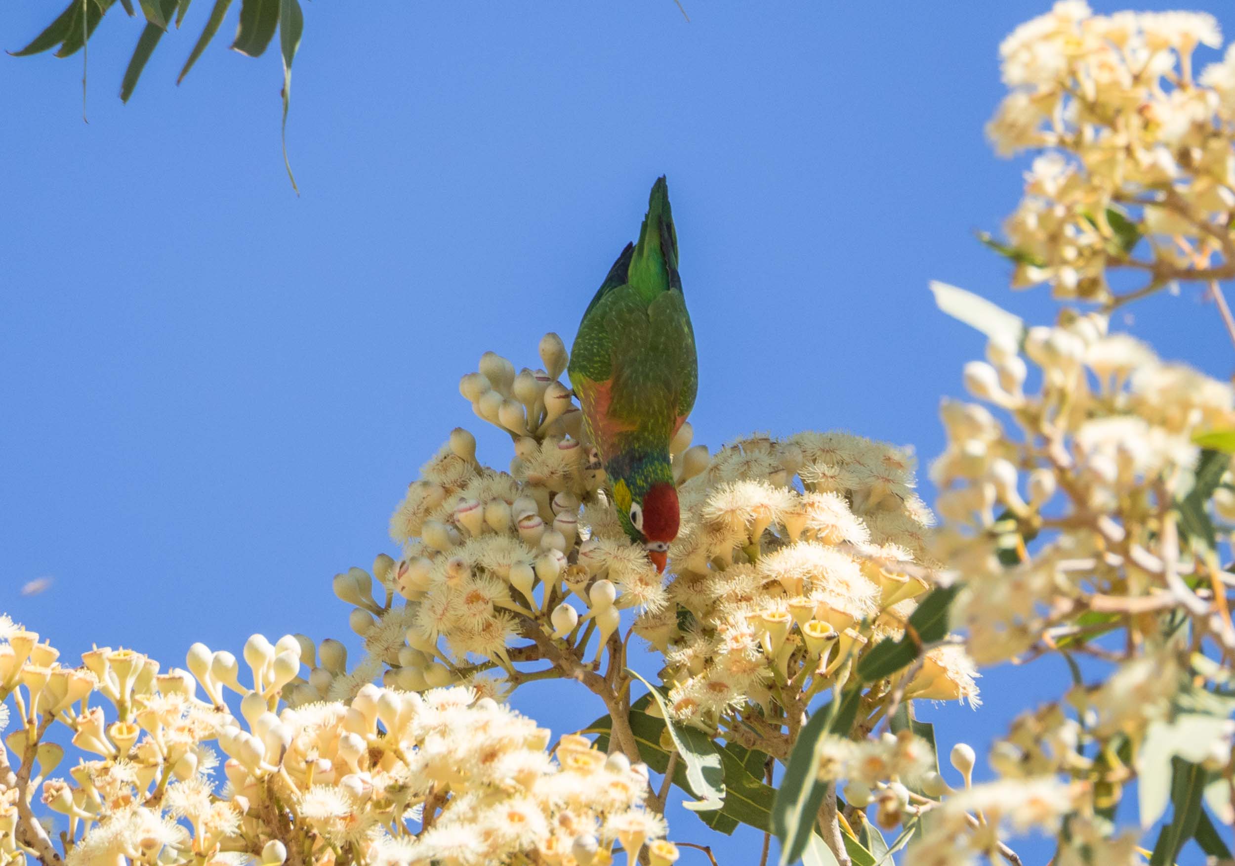 Varied Lorikeet 