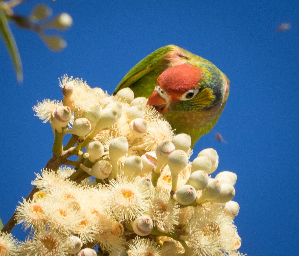 Varied Lorikeet 