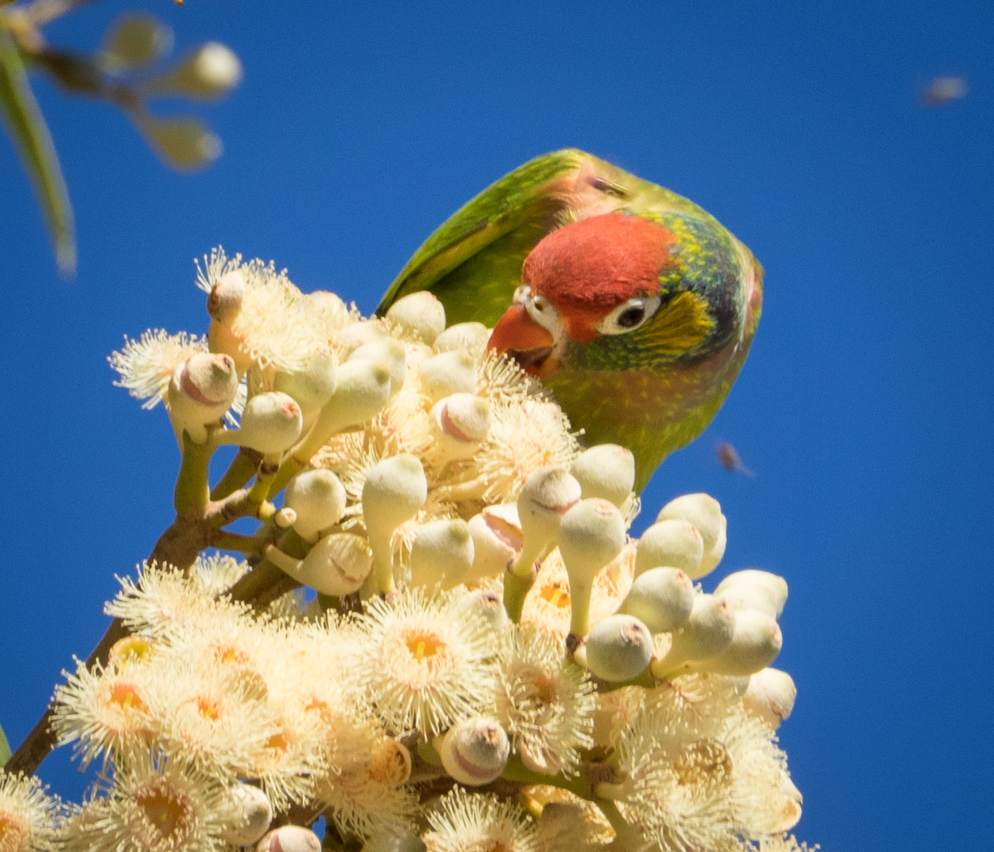 Varied Lorikeet