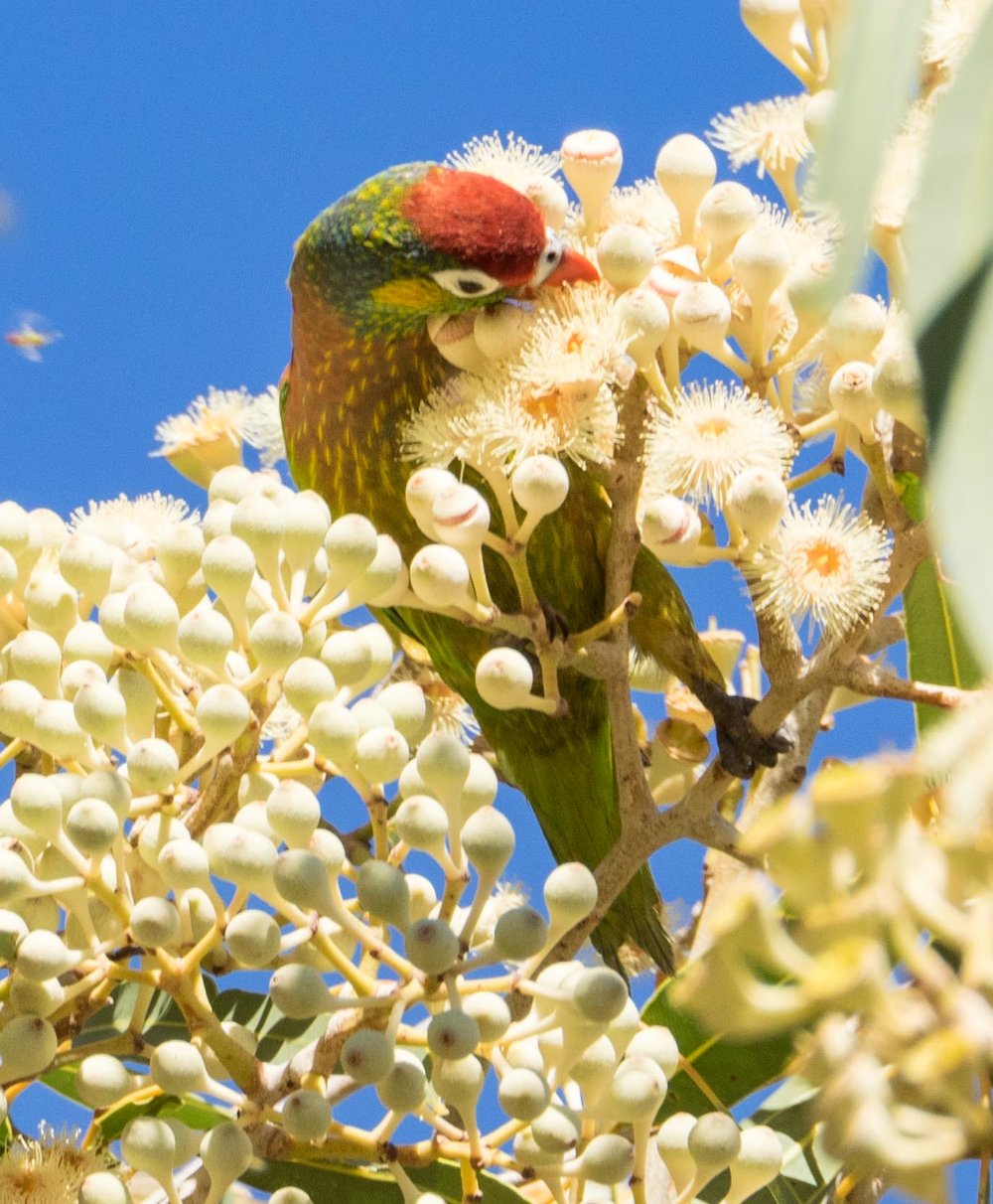 Varied Lorikeet 