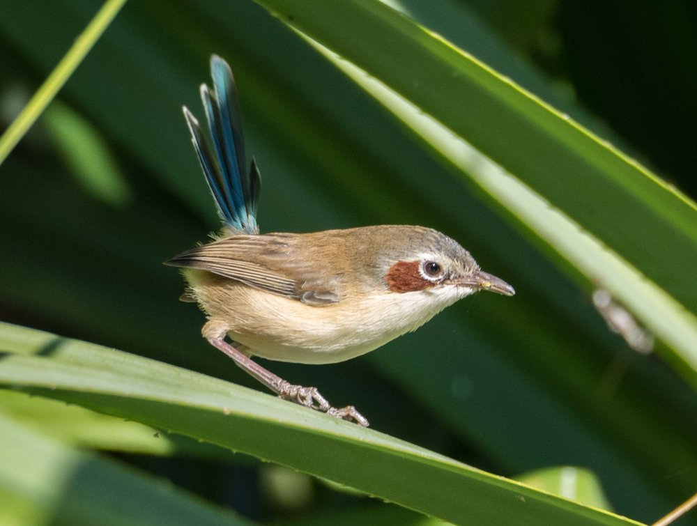 Purple-crowned Fairy-wren (female)