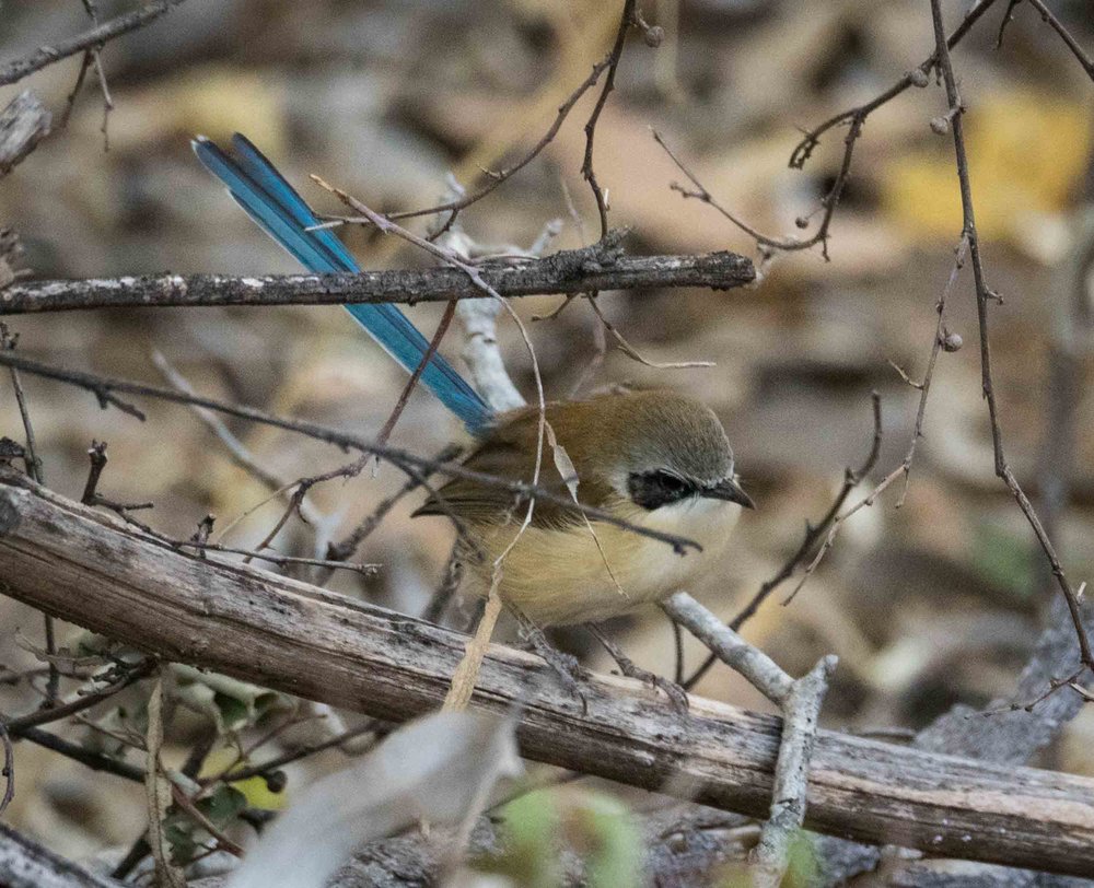 Purple-crowned Fairy-wren (male, non-breeding)