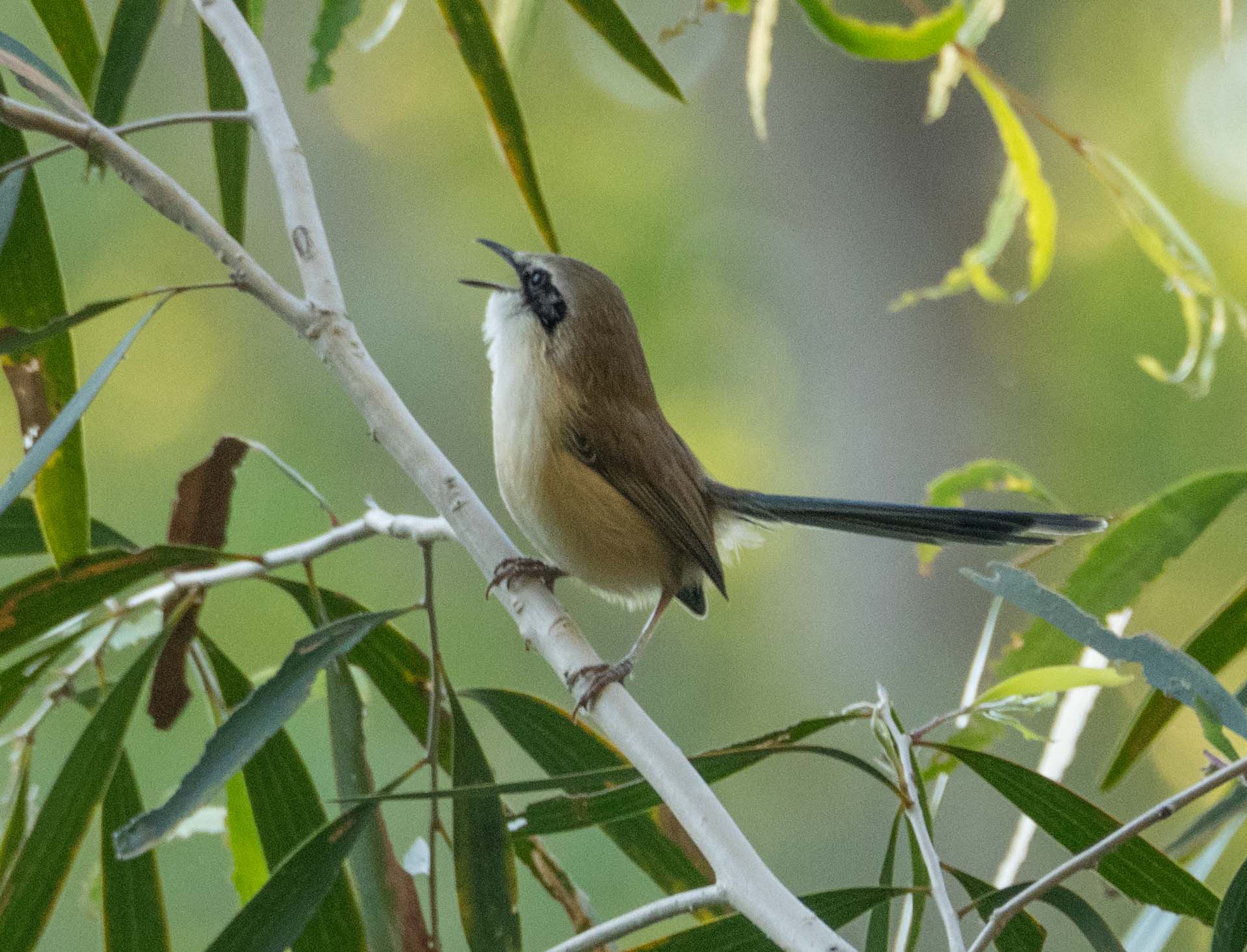 Purple-crowned Fairy-wren (male, non-breeding)