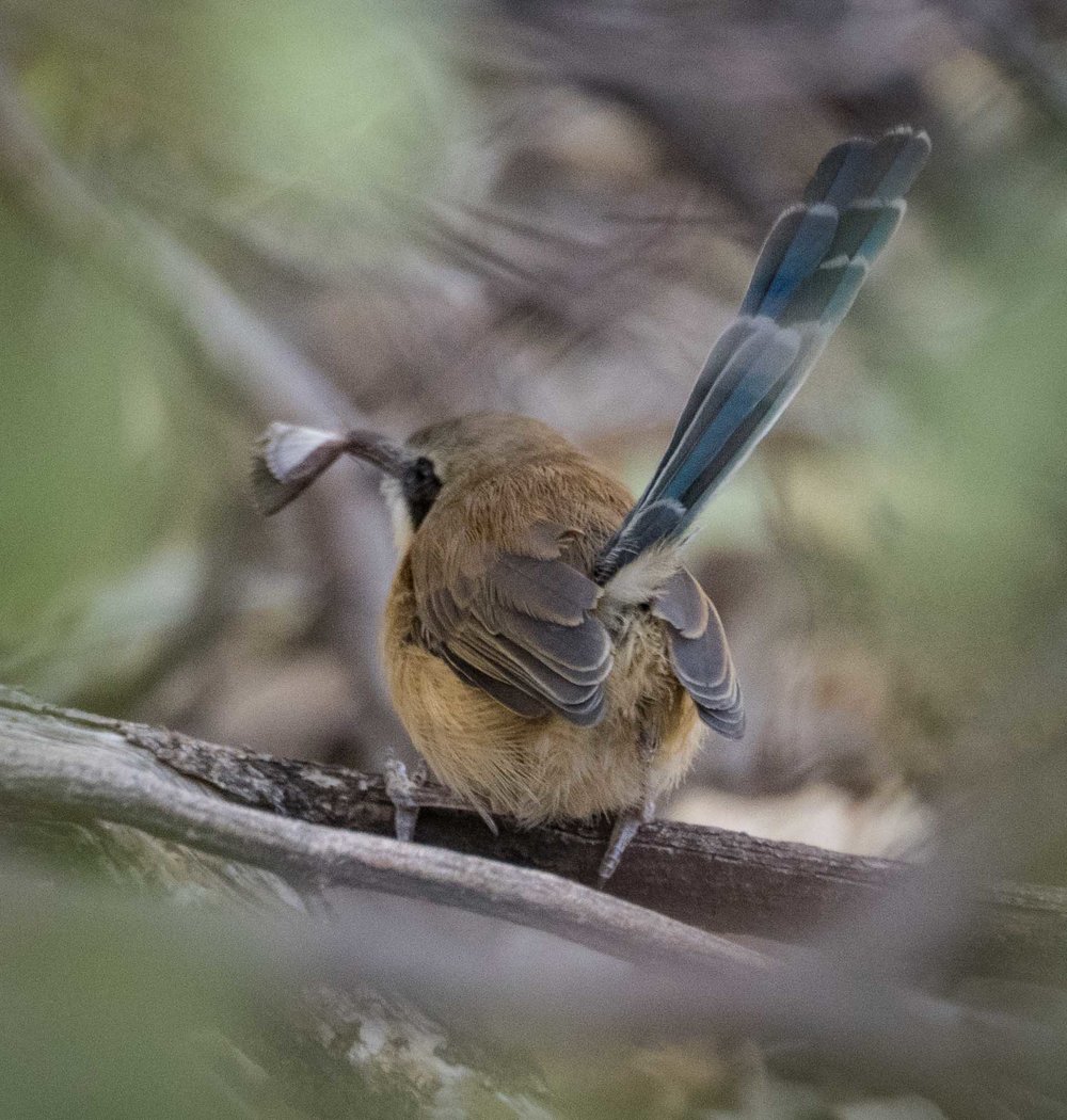 Purple-crowned Fairy-wren (male, non-breeding)