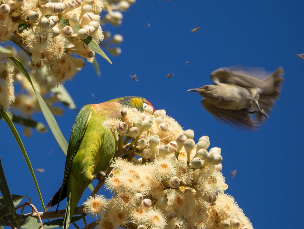 Brown Honeyeater (juvenile)