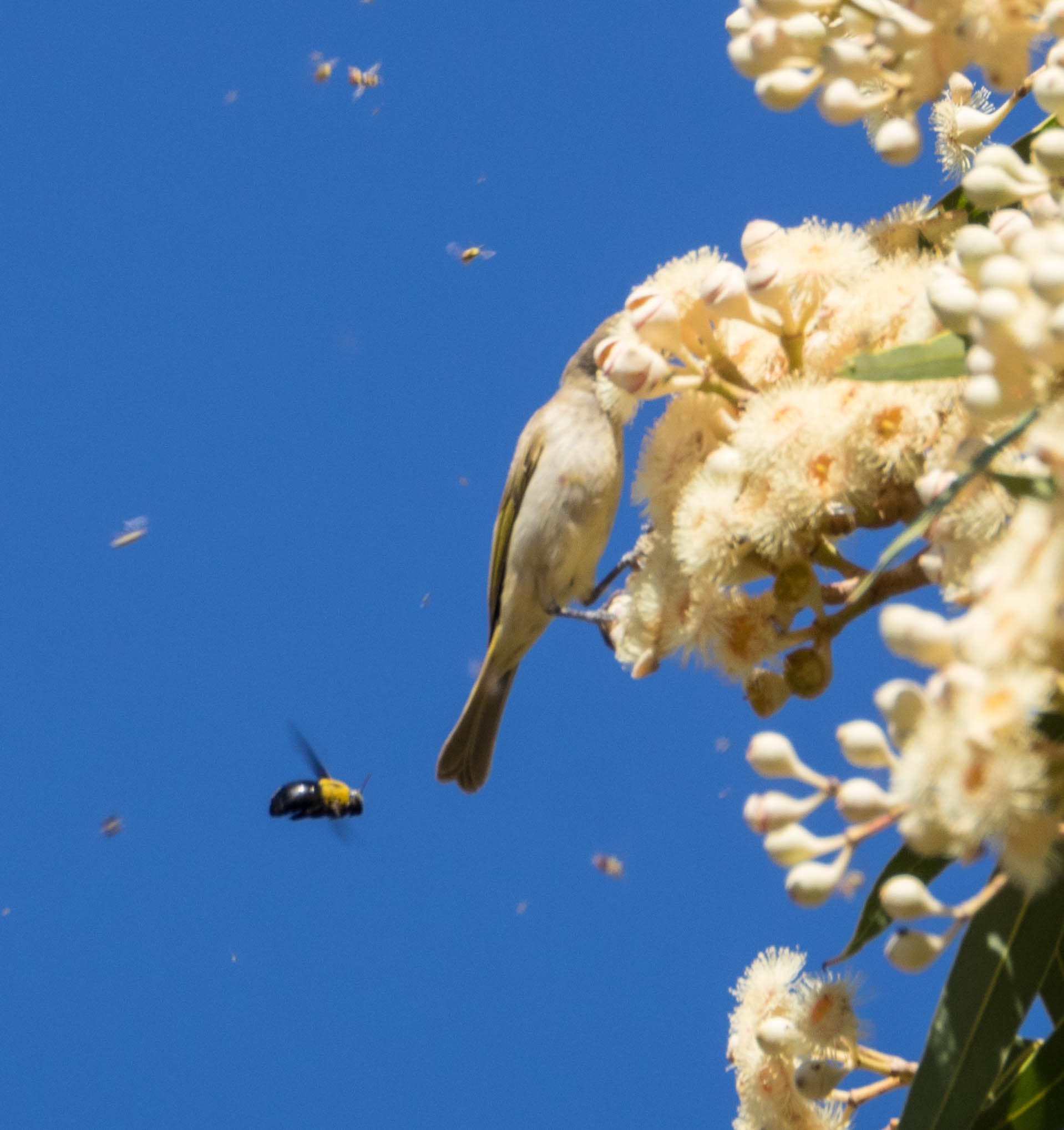 Carpenter Bee