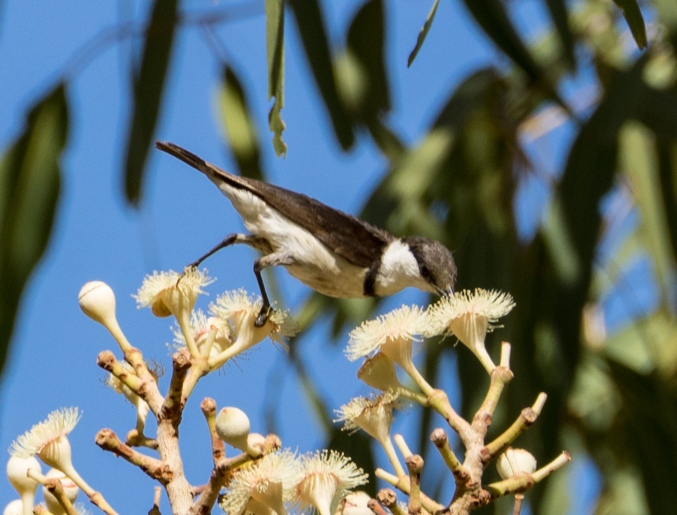 Banded Honeyeater