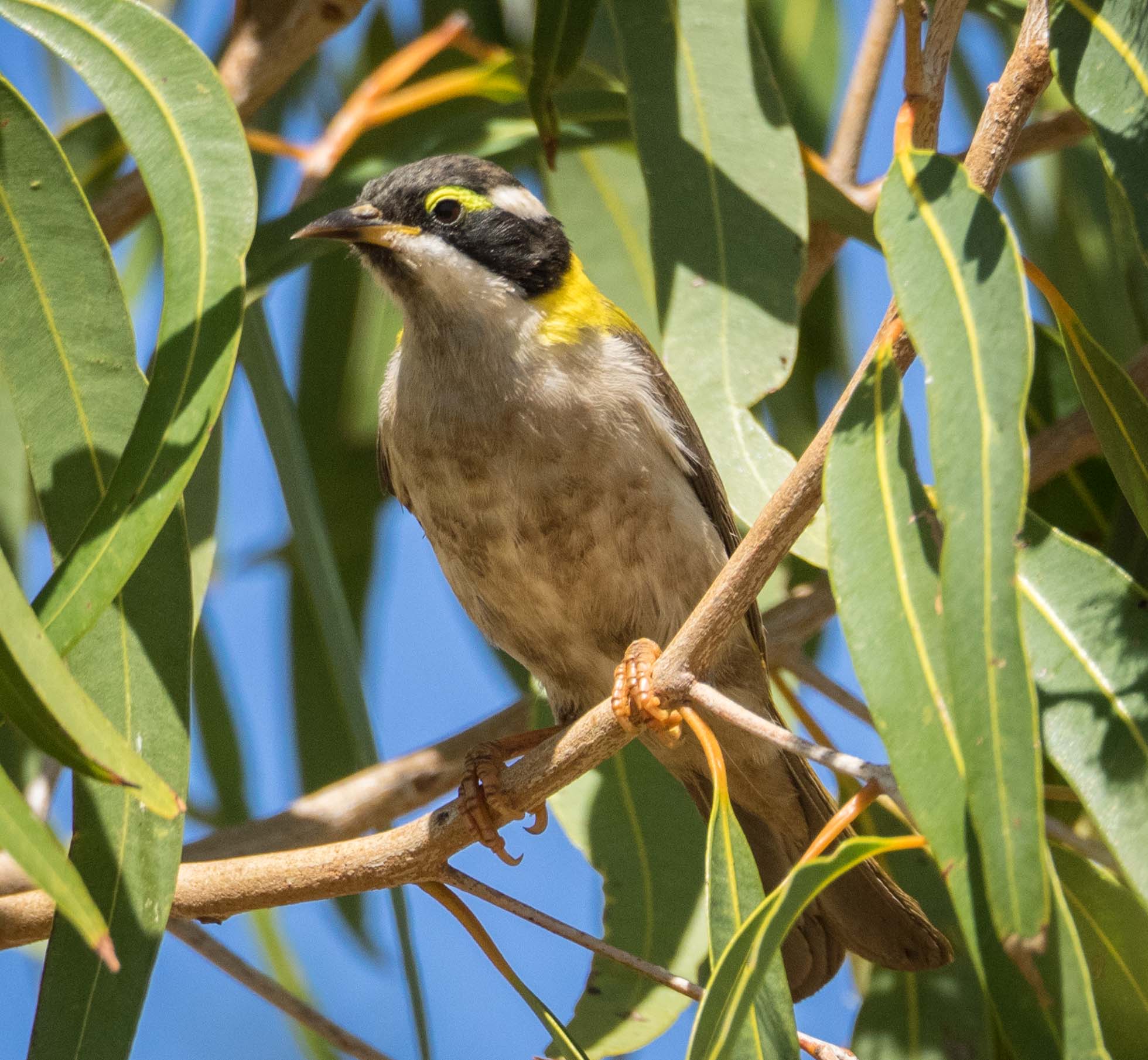 Black-chinned Honeyeater
