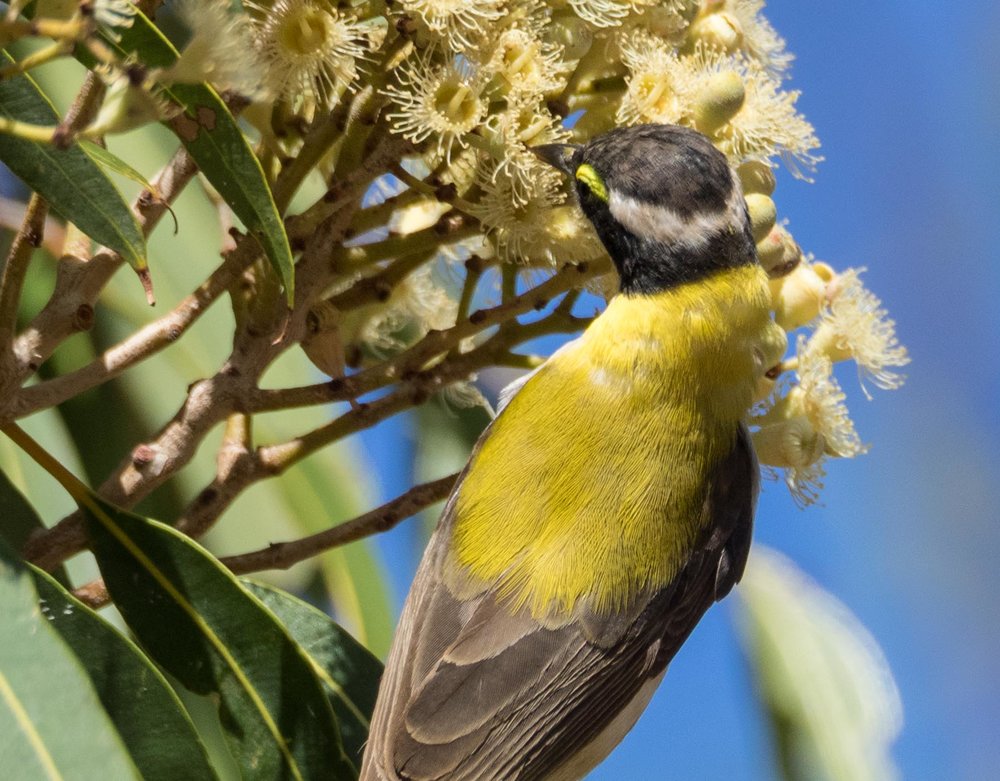 Black-chinned Honeyeater