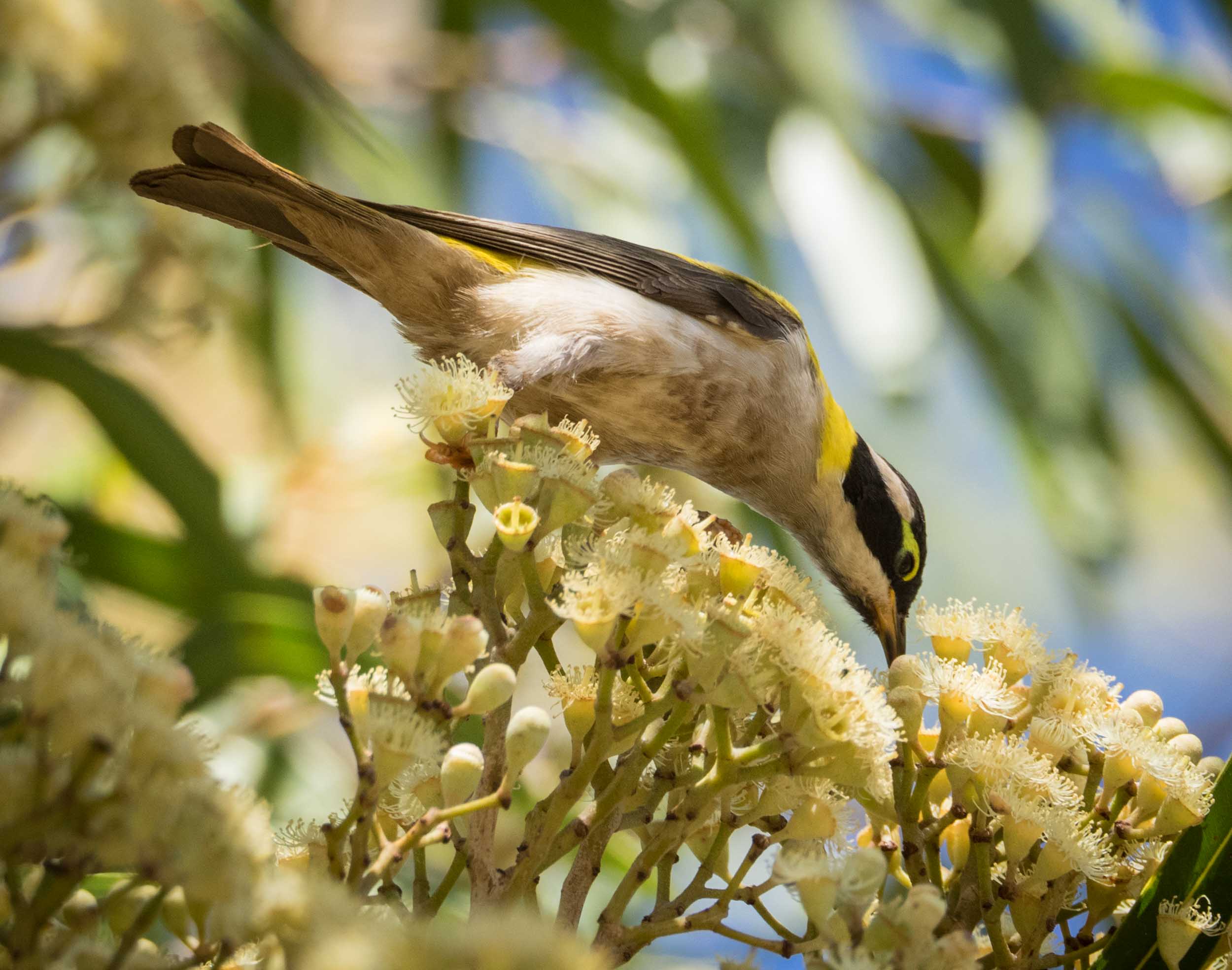 Black-chinned Honeyeater 