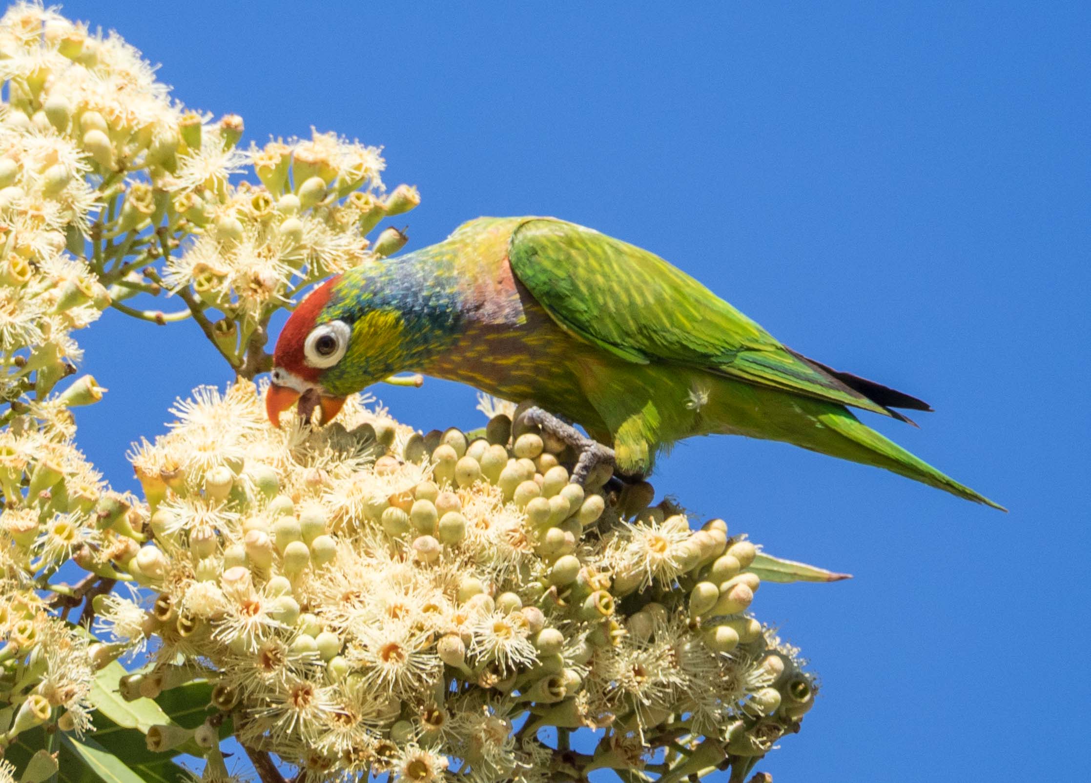 Varied Lorikeet 