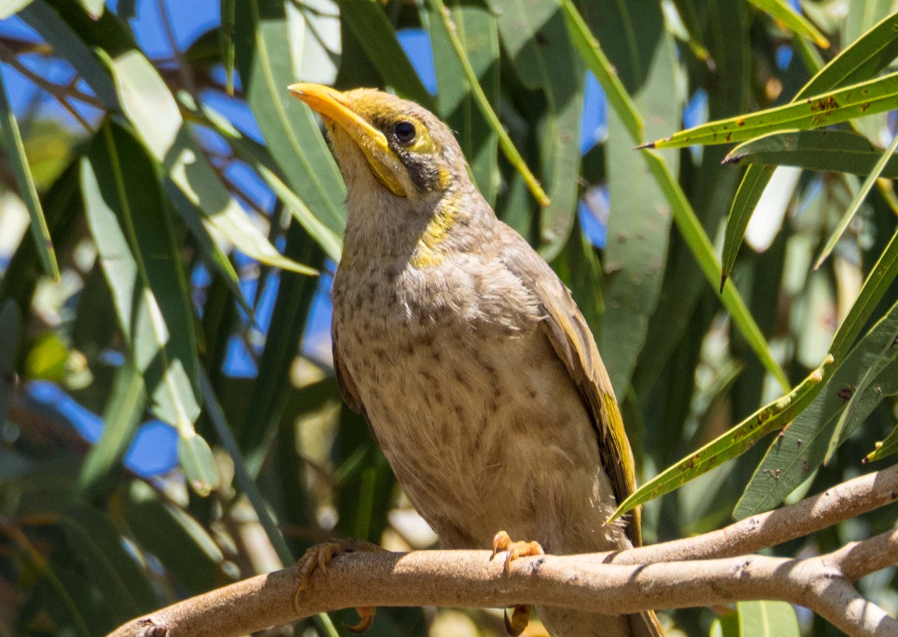 Yellow-throated Miner