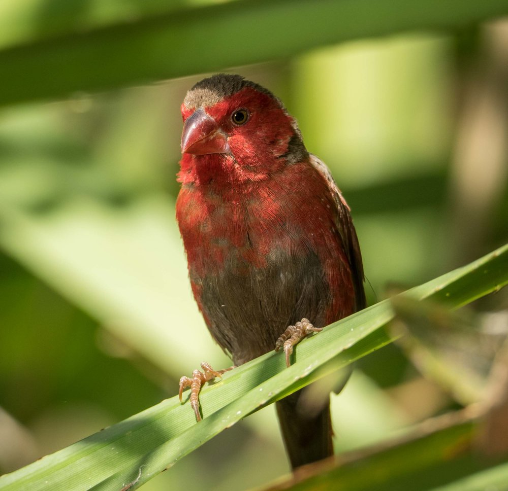 Crimson Finch (male)