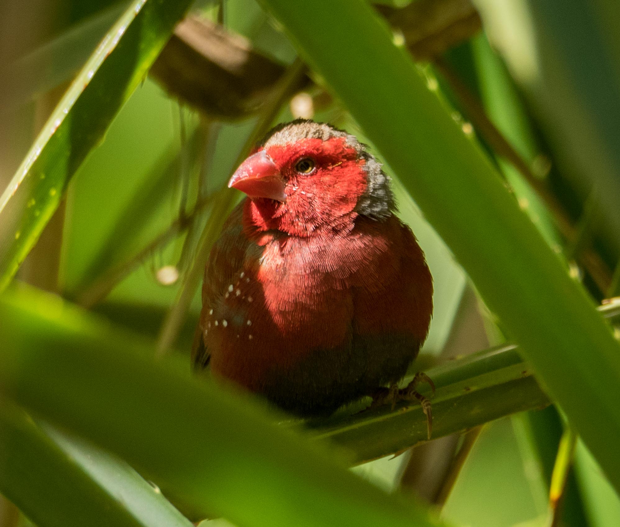 Crimson Finch (male)