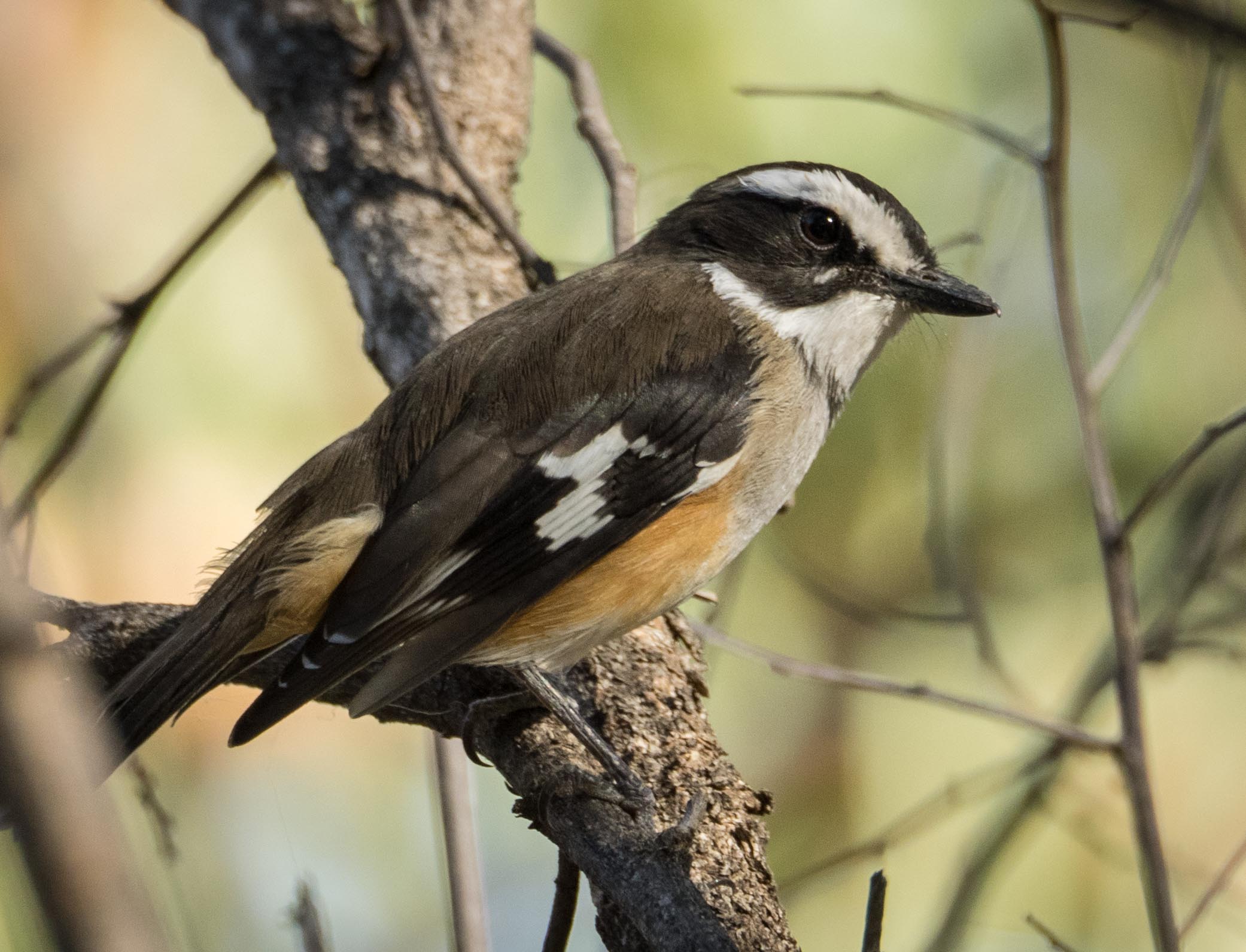 Buff-sided Robin