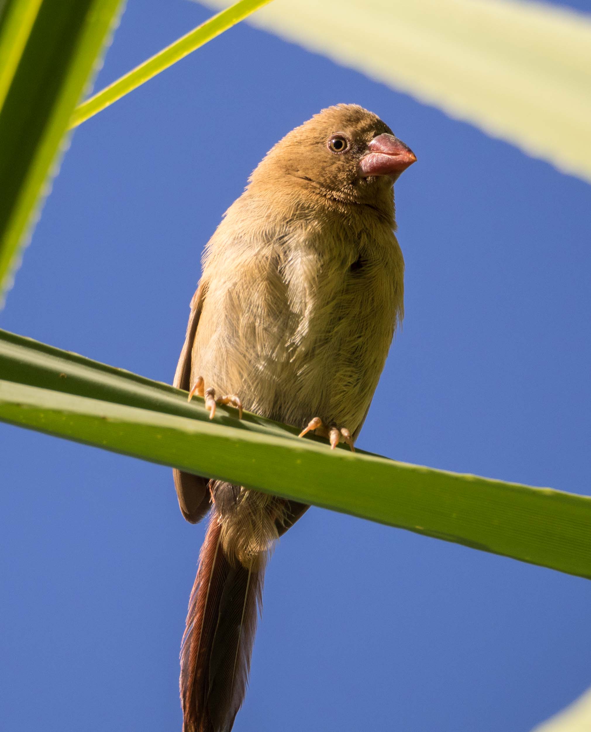 Crimson Finch (juvenile)