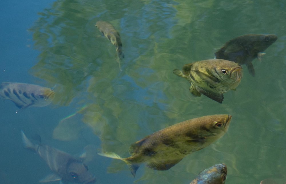 Seven-spot Archerfish