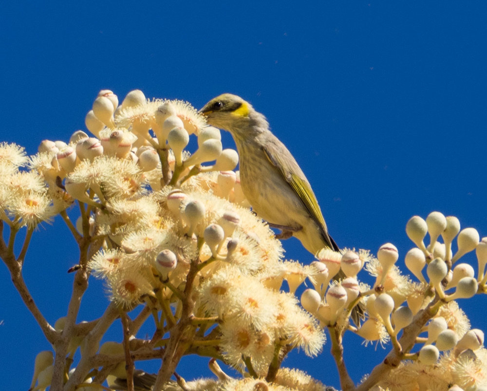 Grey-fronted Honeyeater