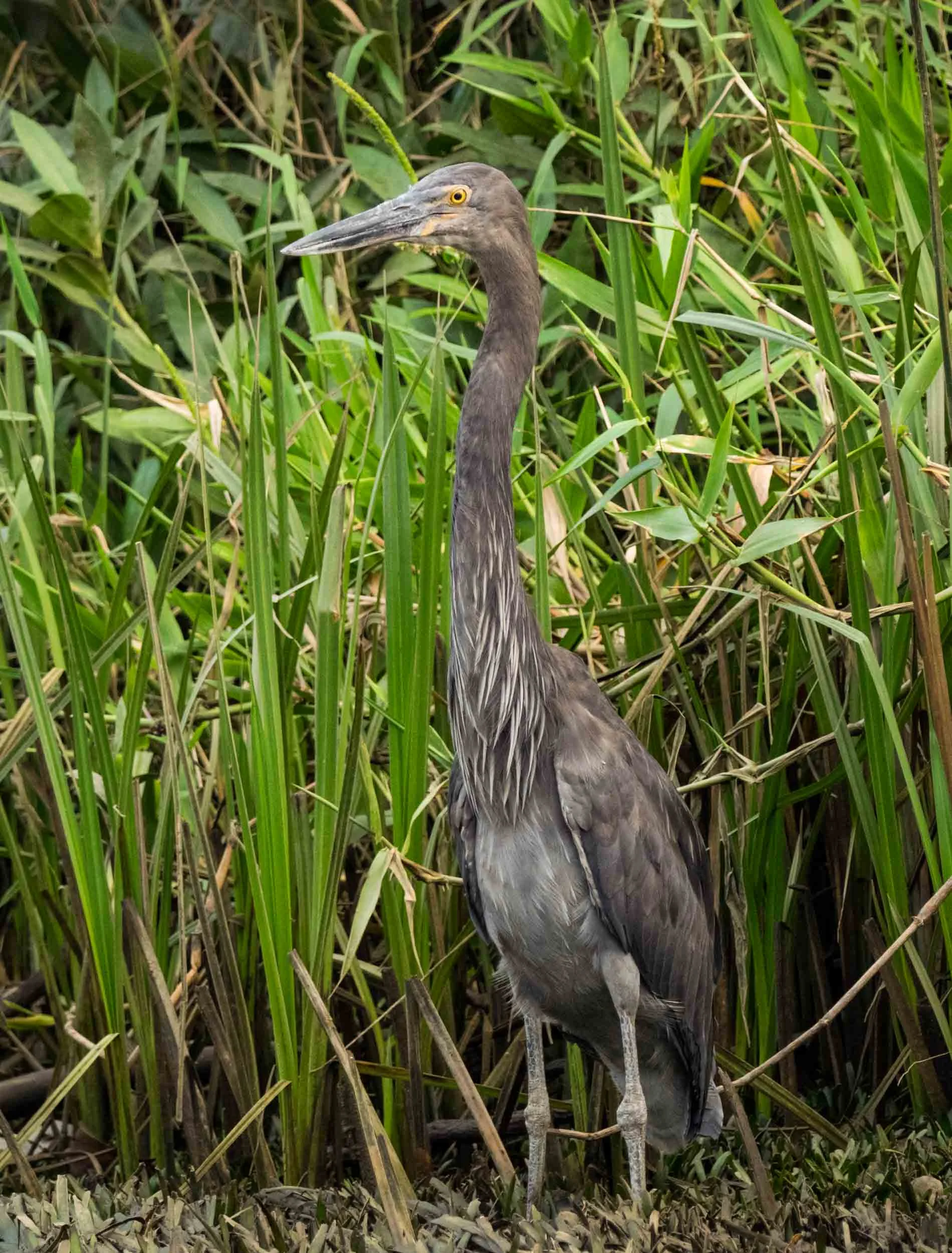 Great-billed Heron