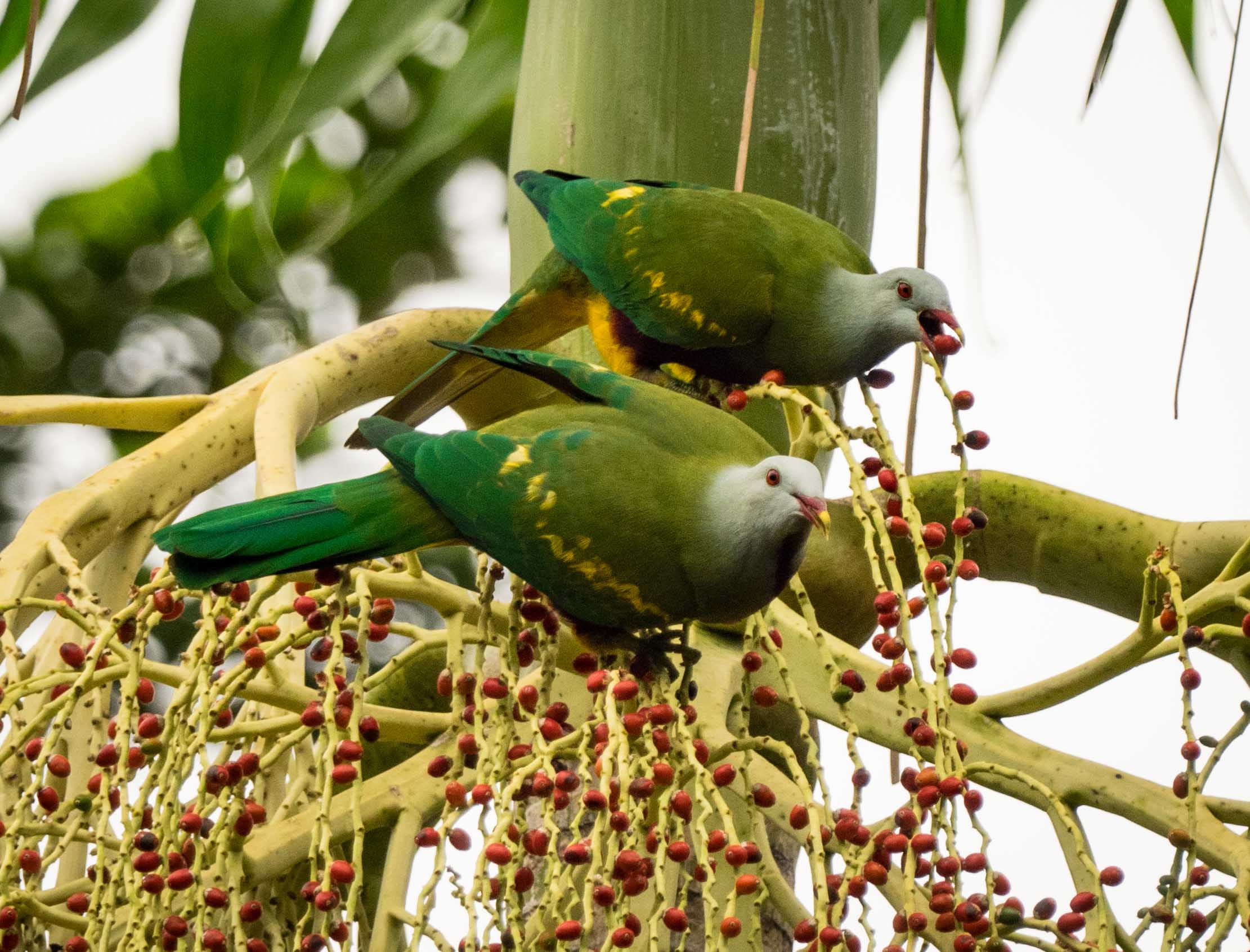 Wompoo Fruit-Doves