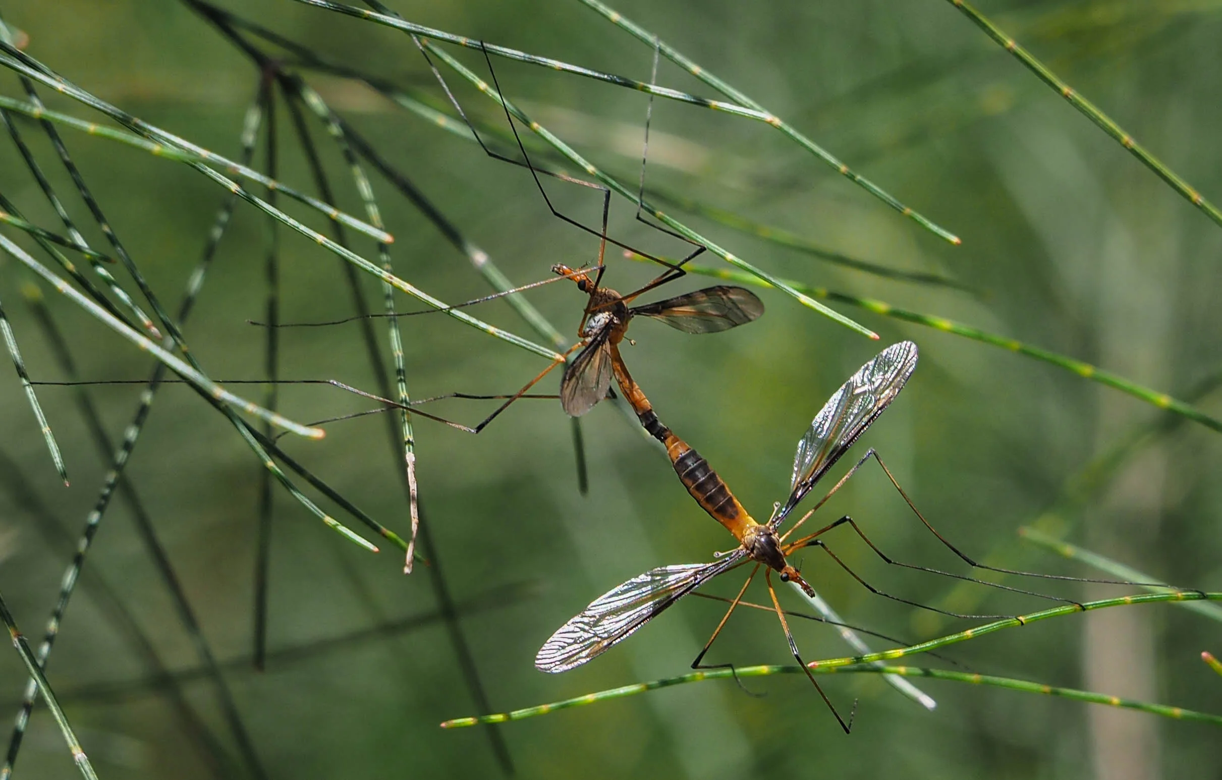 Crane Flies