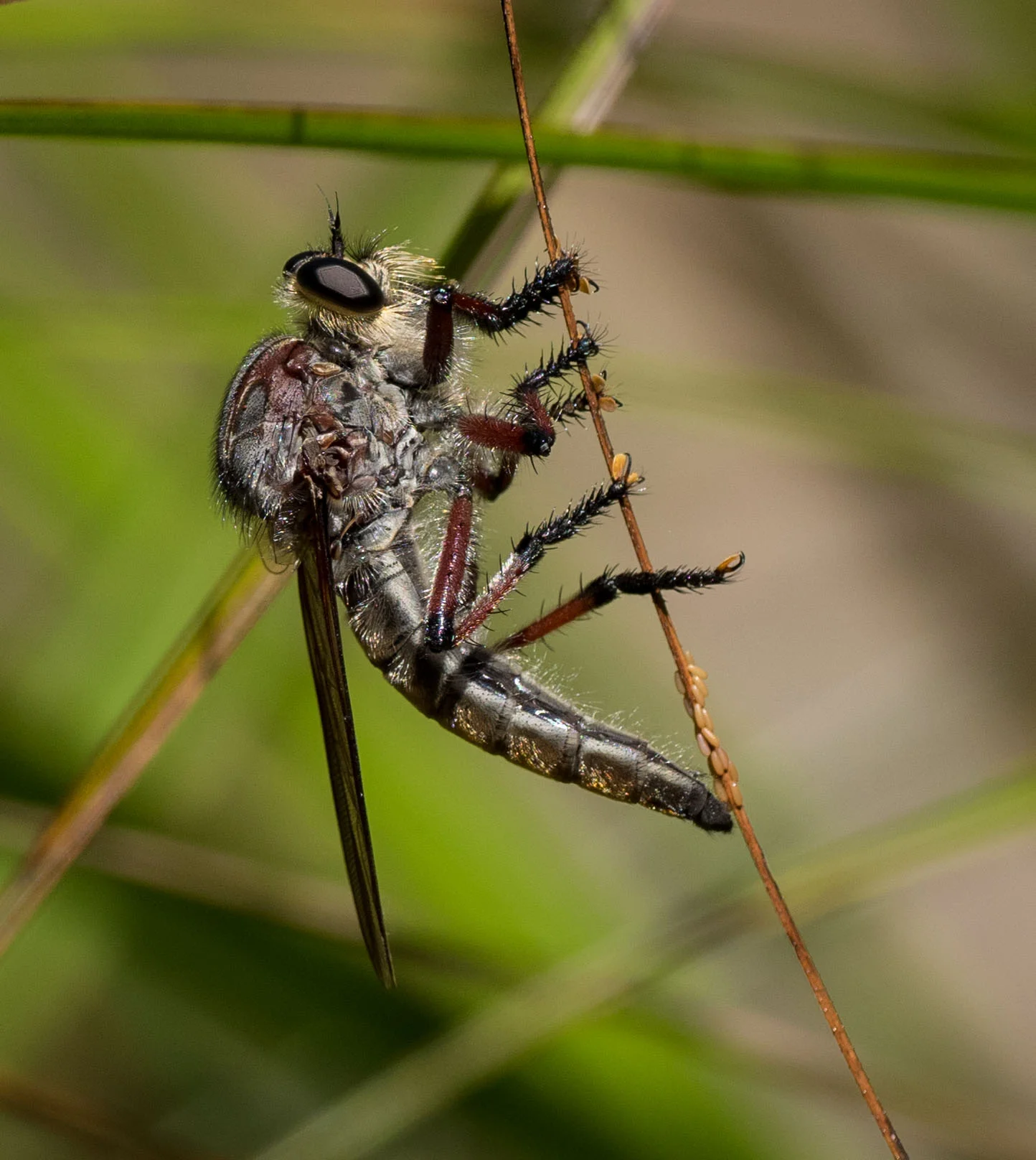 Robber Fly