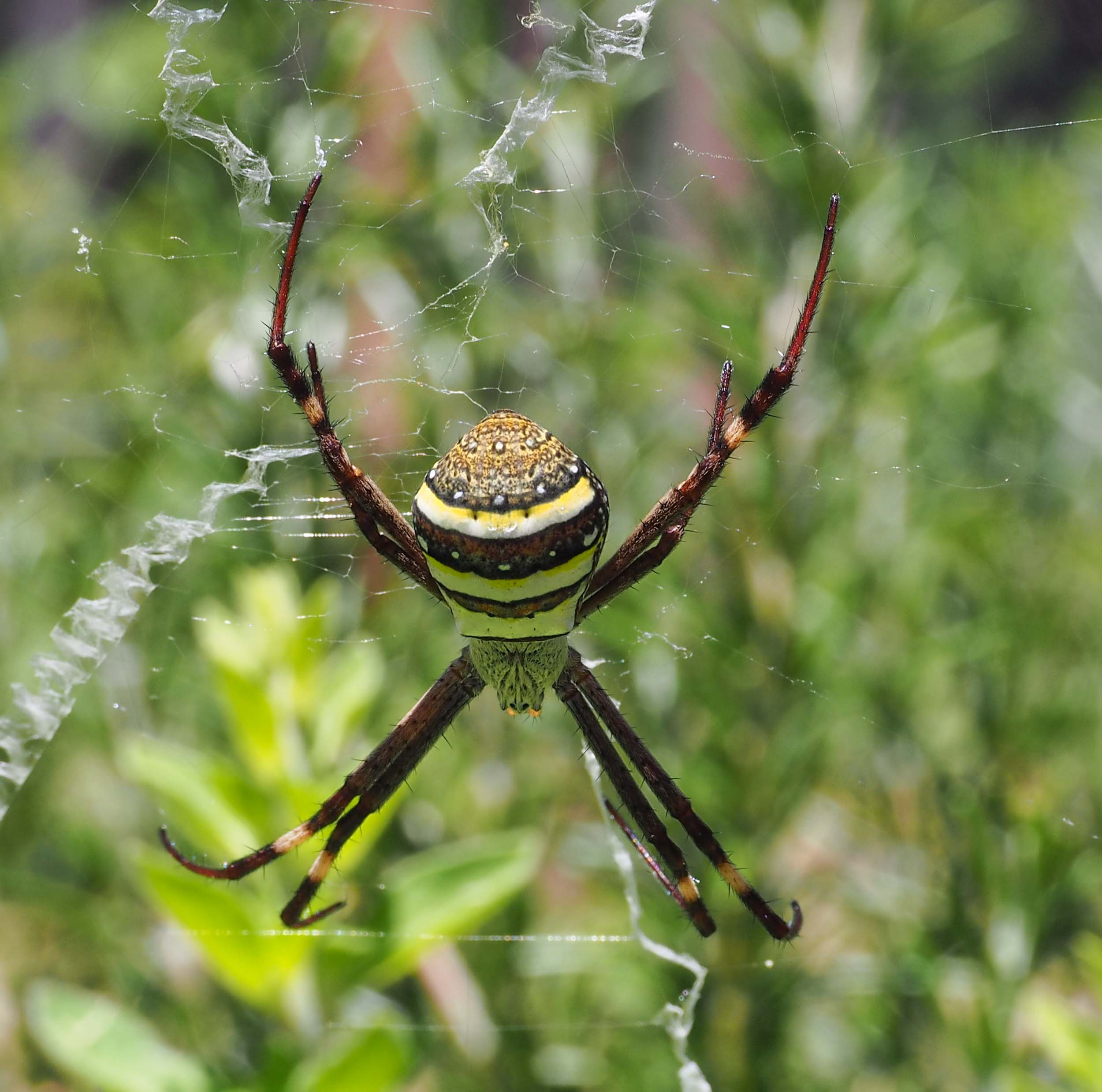 The female A. keyserlingi is 16-20mm long from the front to the back of the body (excluding legs). This one is sitting in the web in a typical resting posture - on each side of the body, the first and second legs are held together as are the third and fourth. 