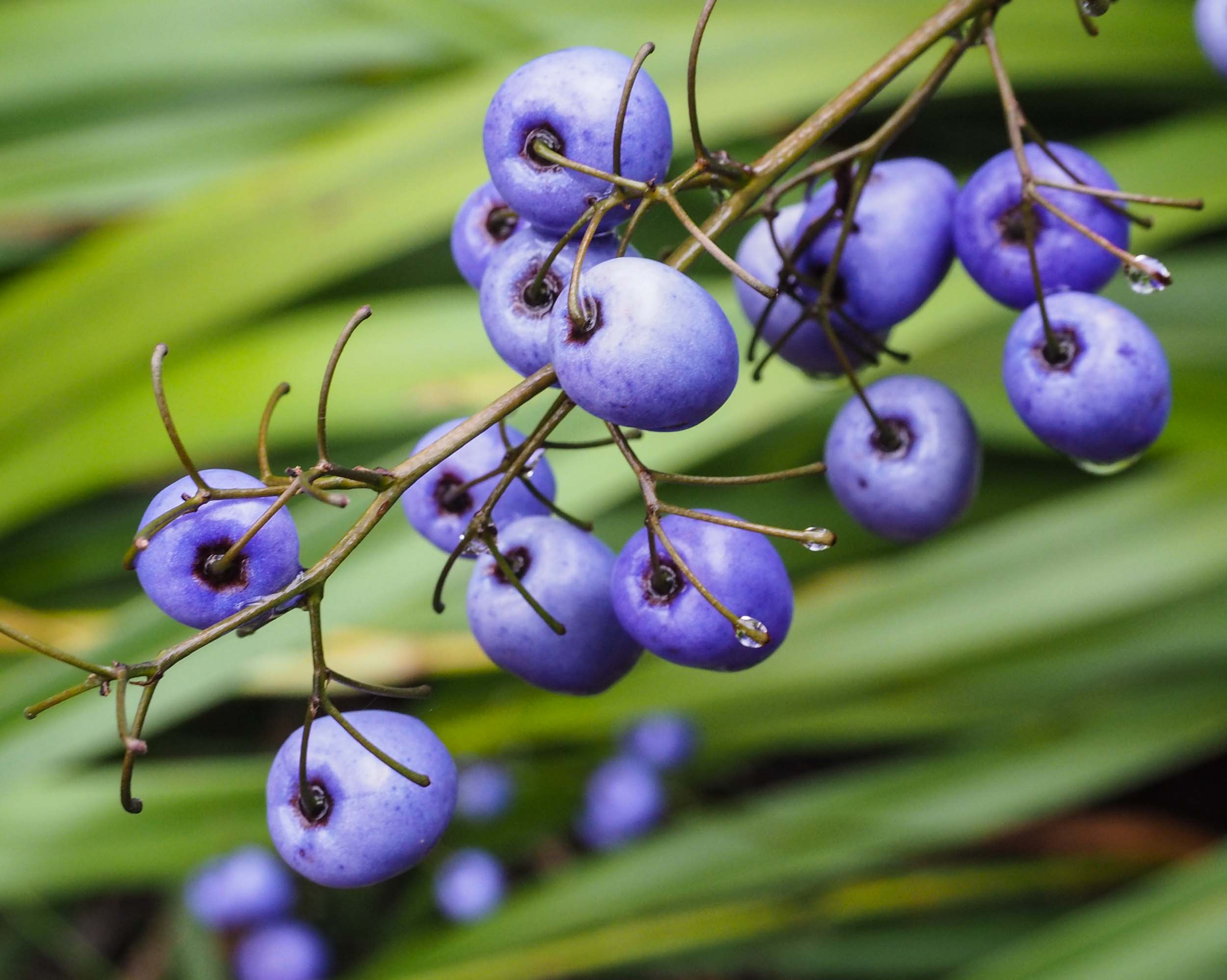 Blue Flax-lily