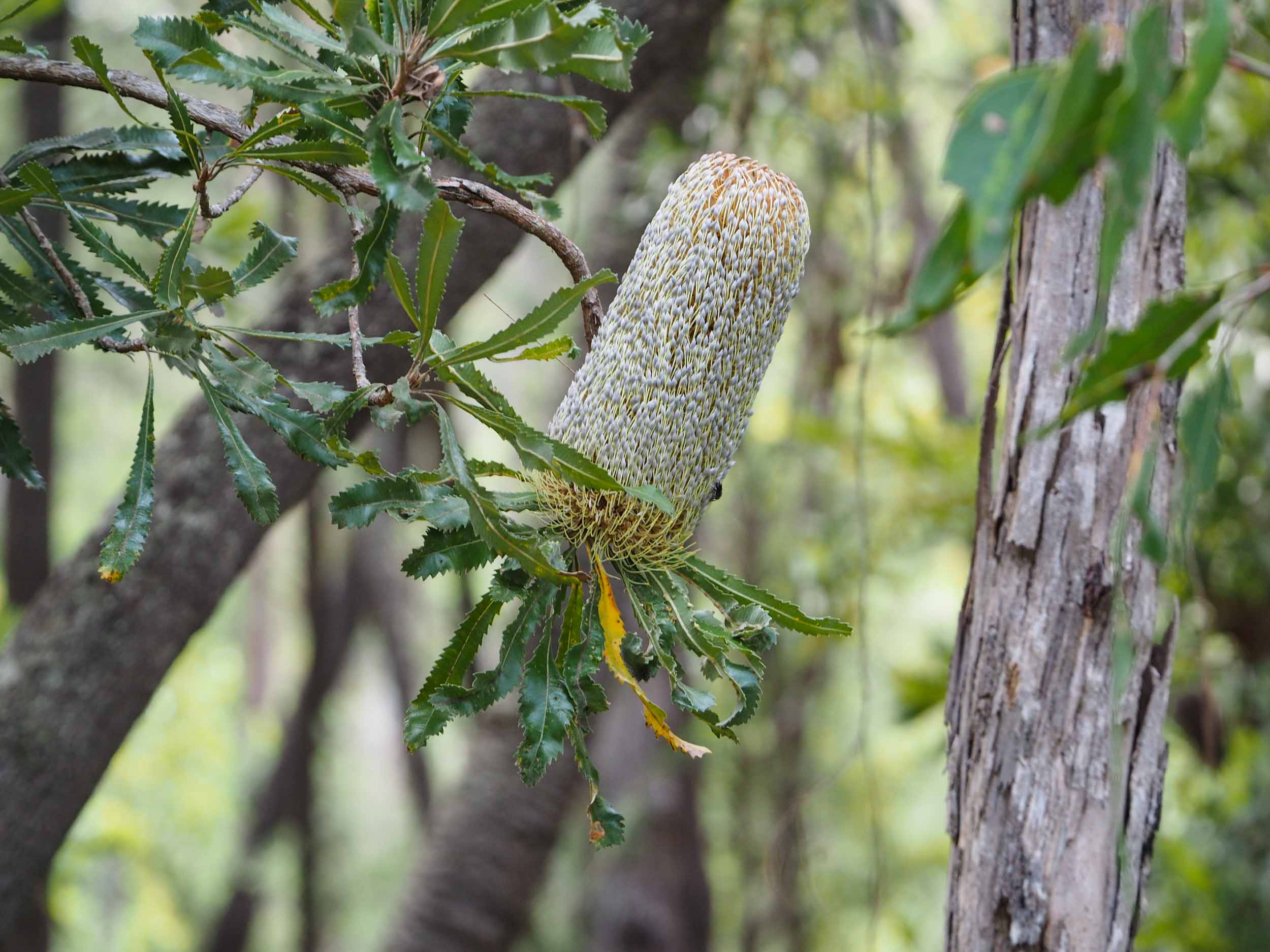 Saw Banksia