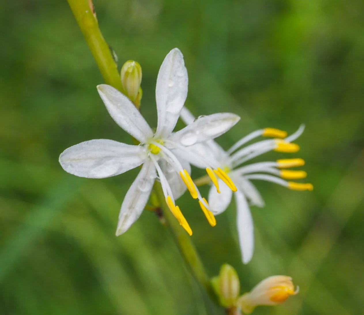 Pale Grass-lily