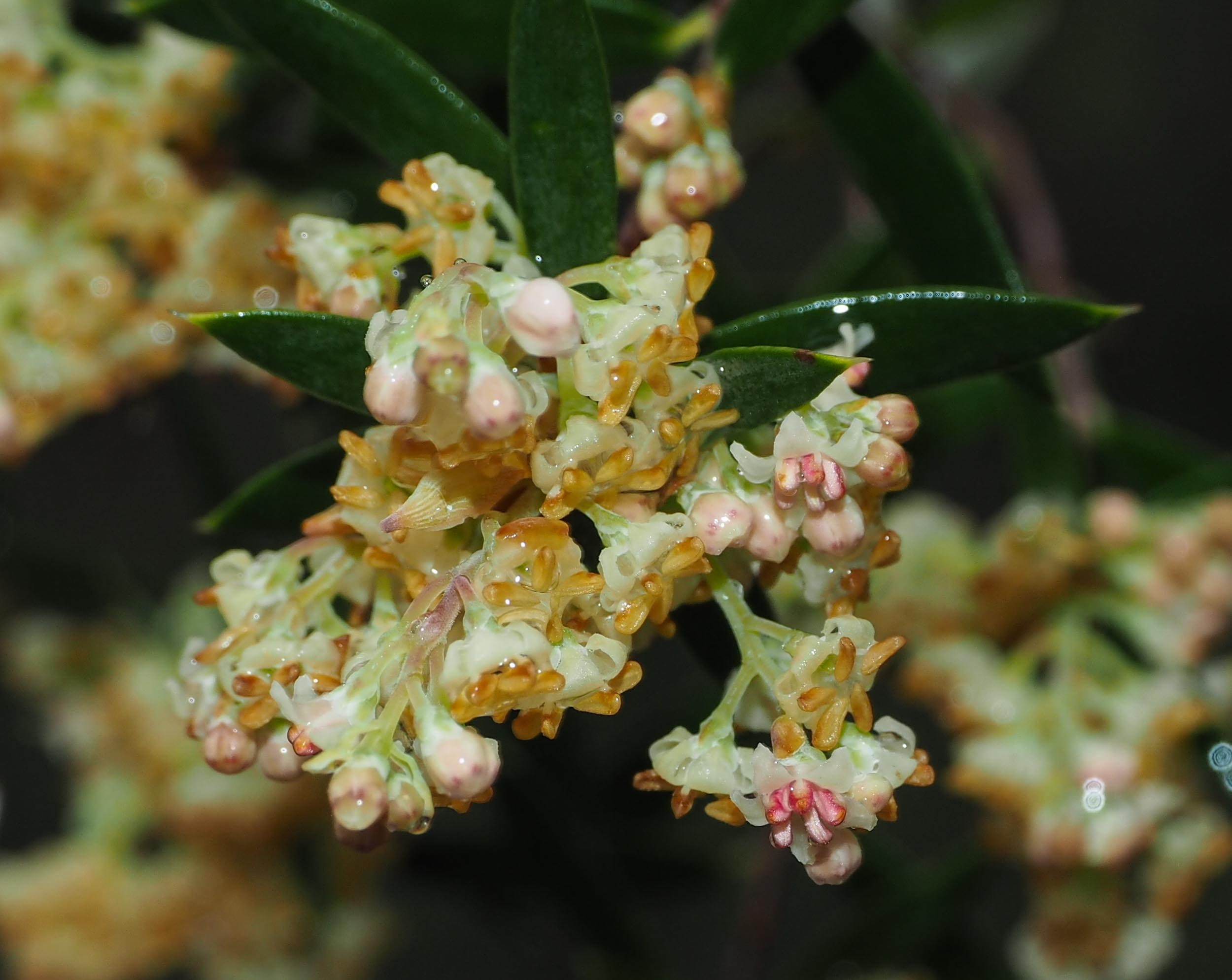 Tree Broom-heath