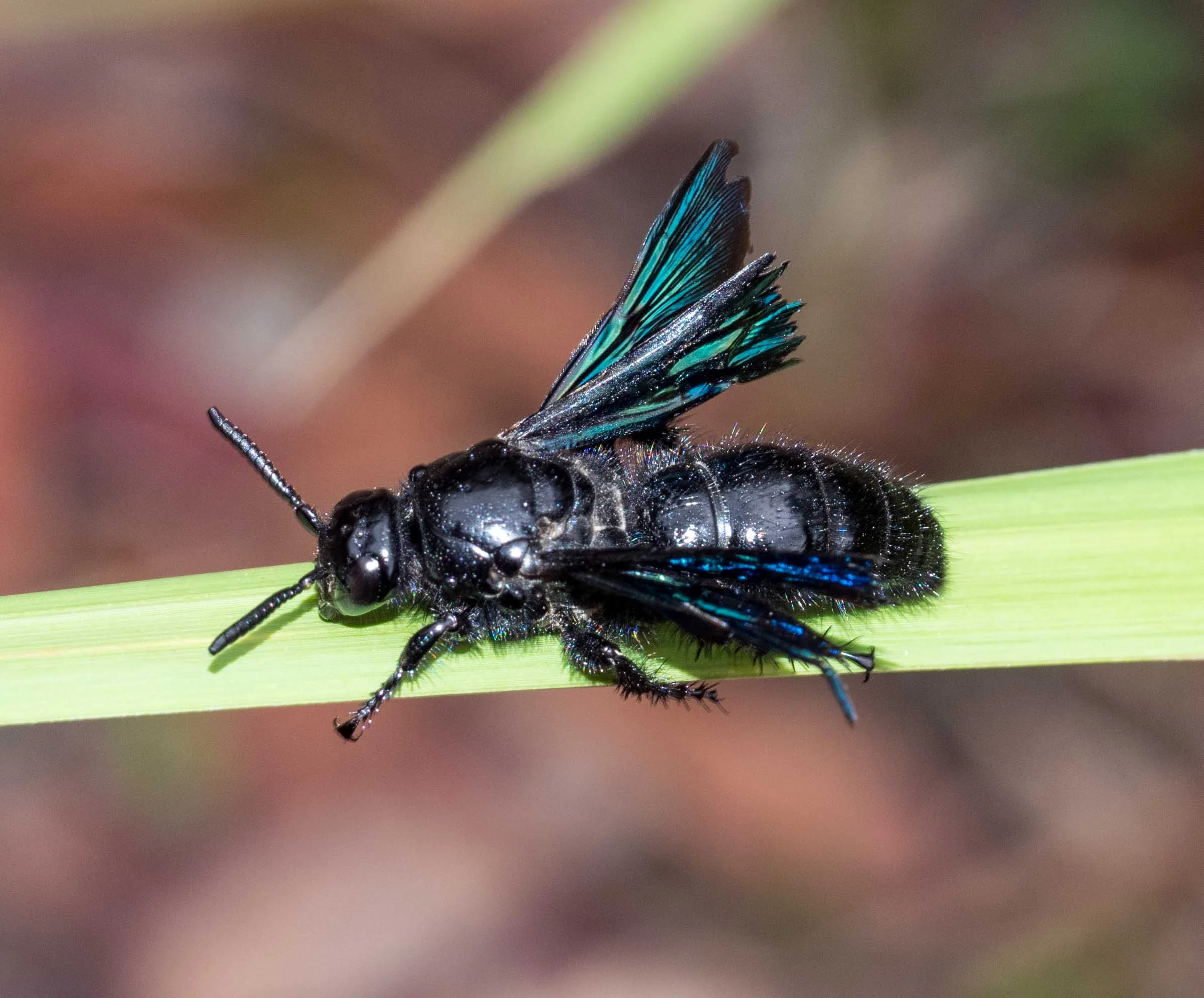 Hairy Flower Wasp