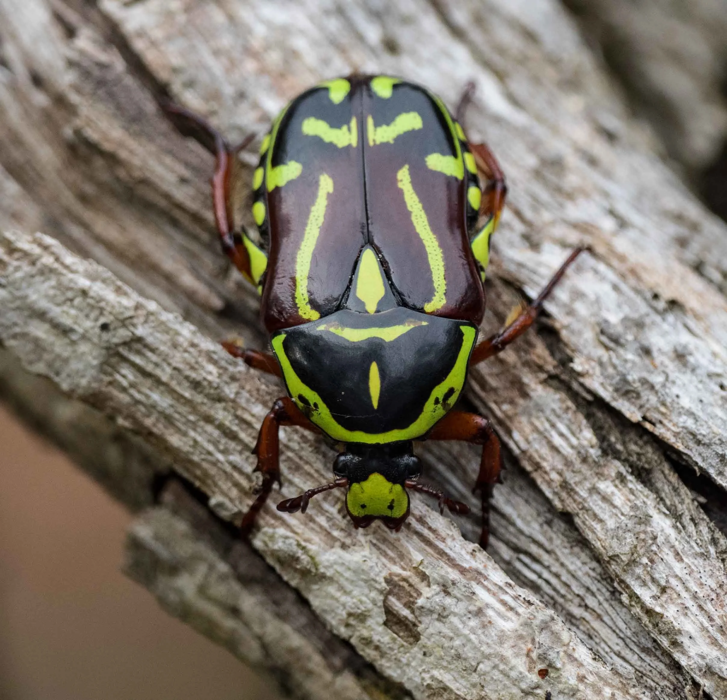Fiddler Beetle