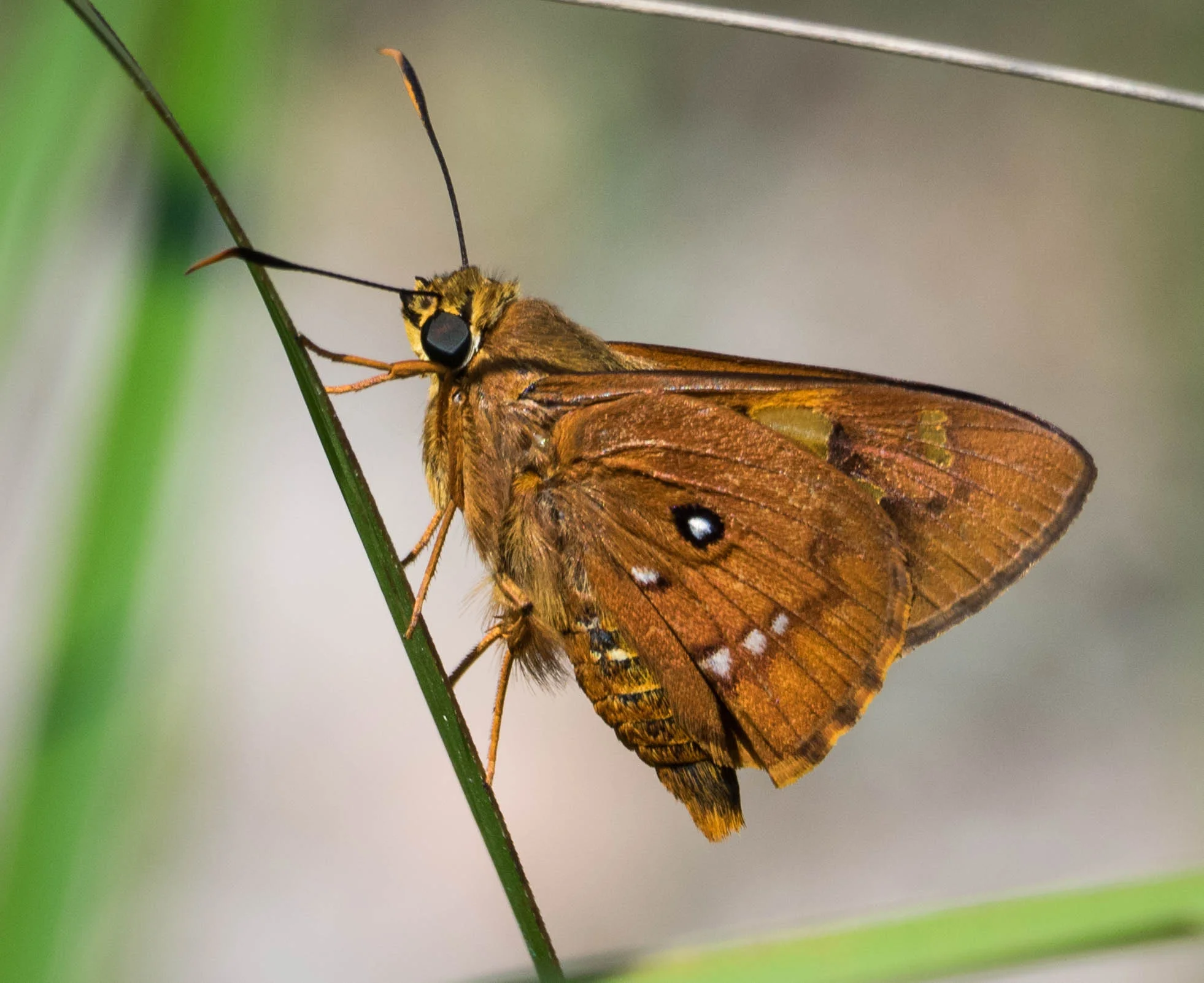 Splendid Ochre