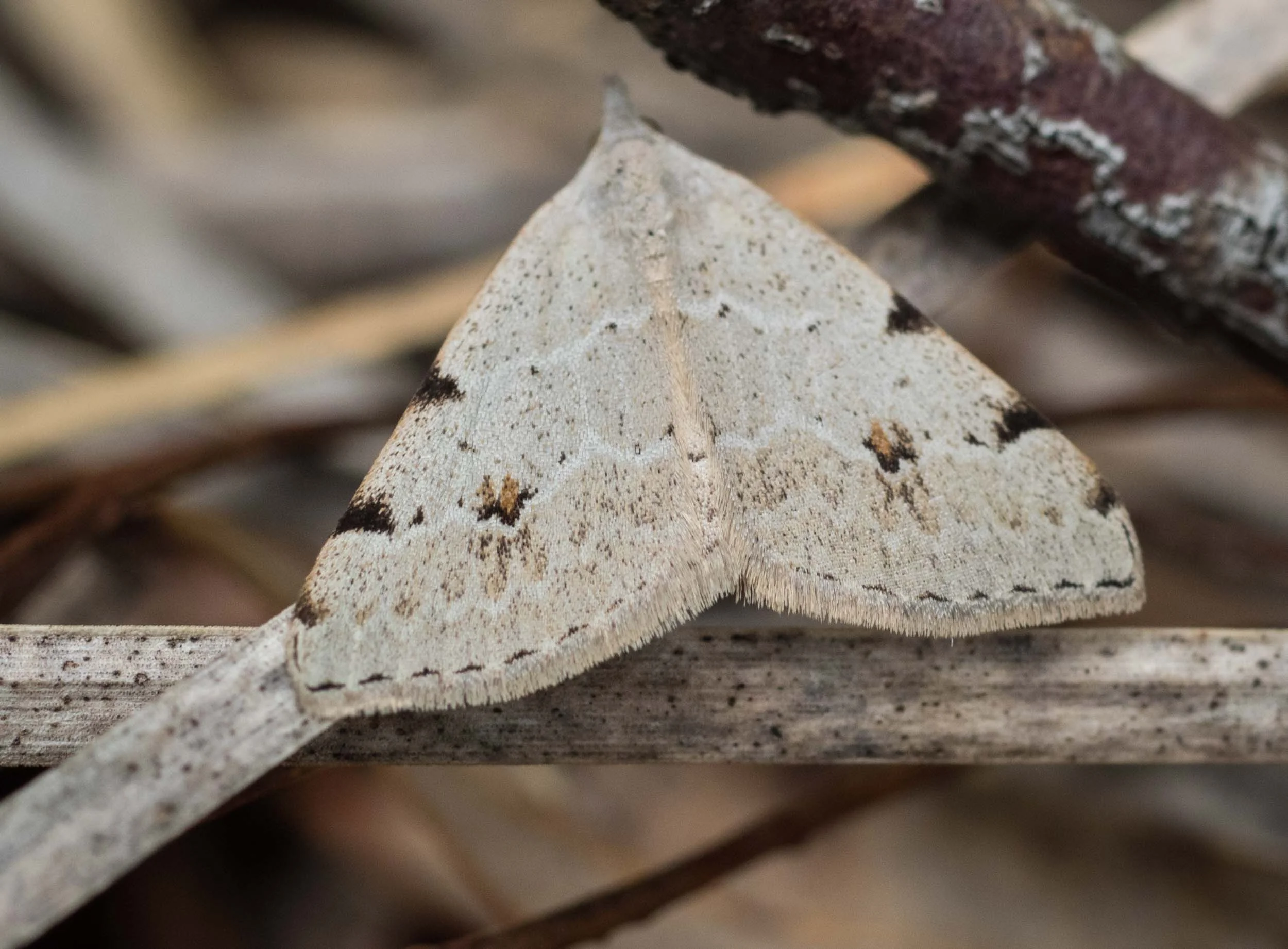 Pale Grey Heath Moth