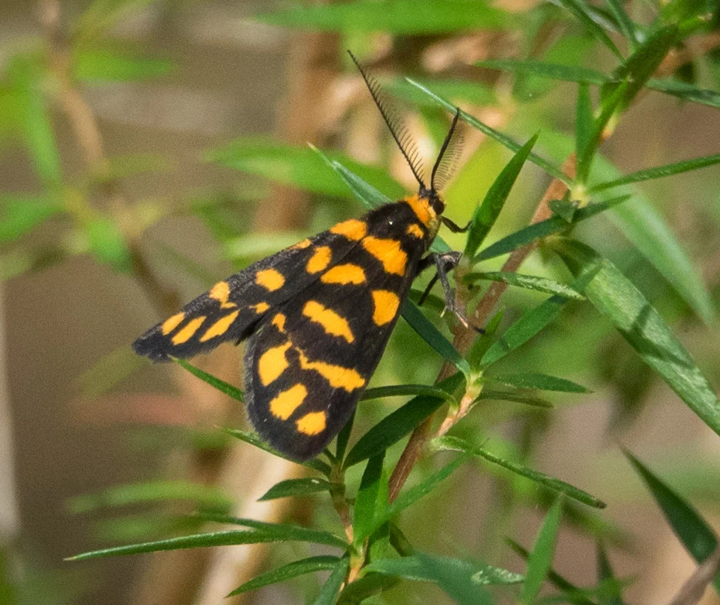 Lydia Lichen Moth