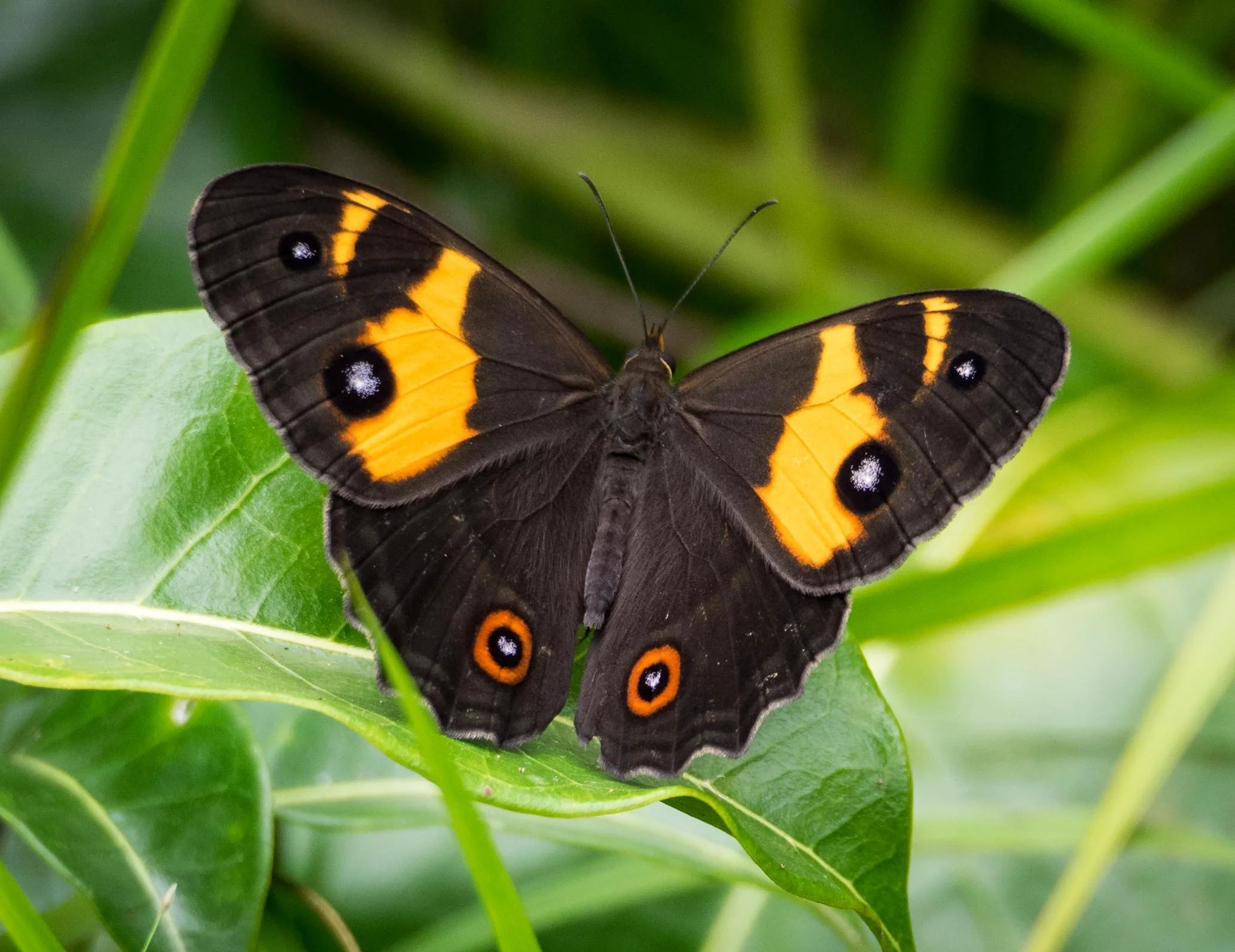 Swordgrass Brown