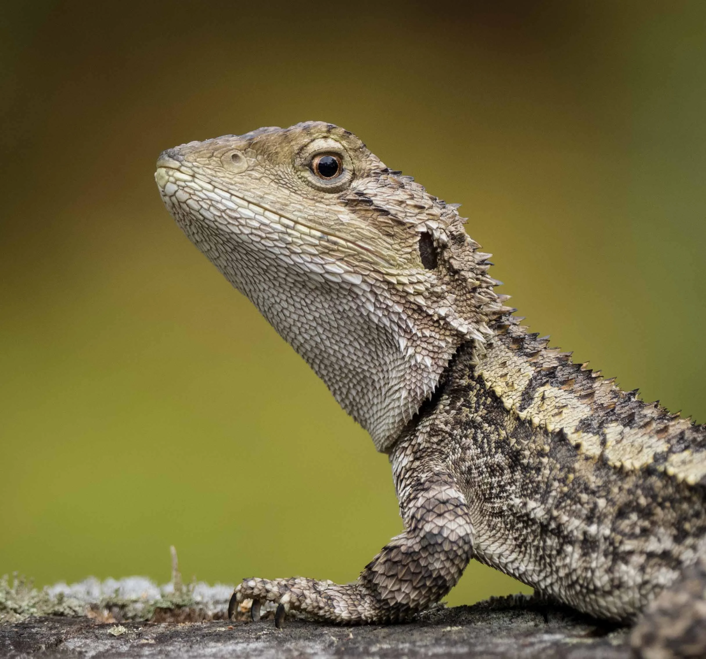 Jacky Lizard