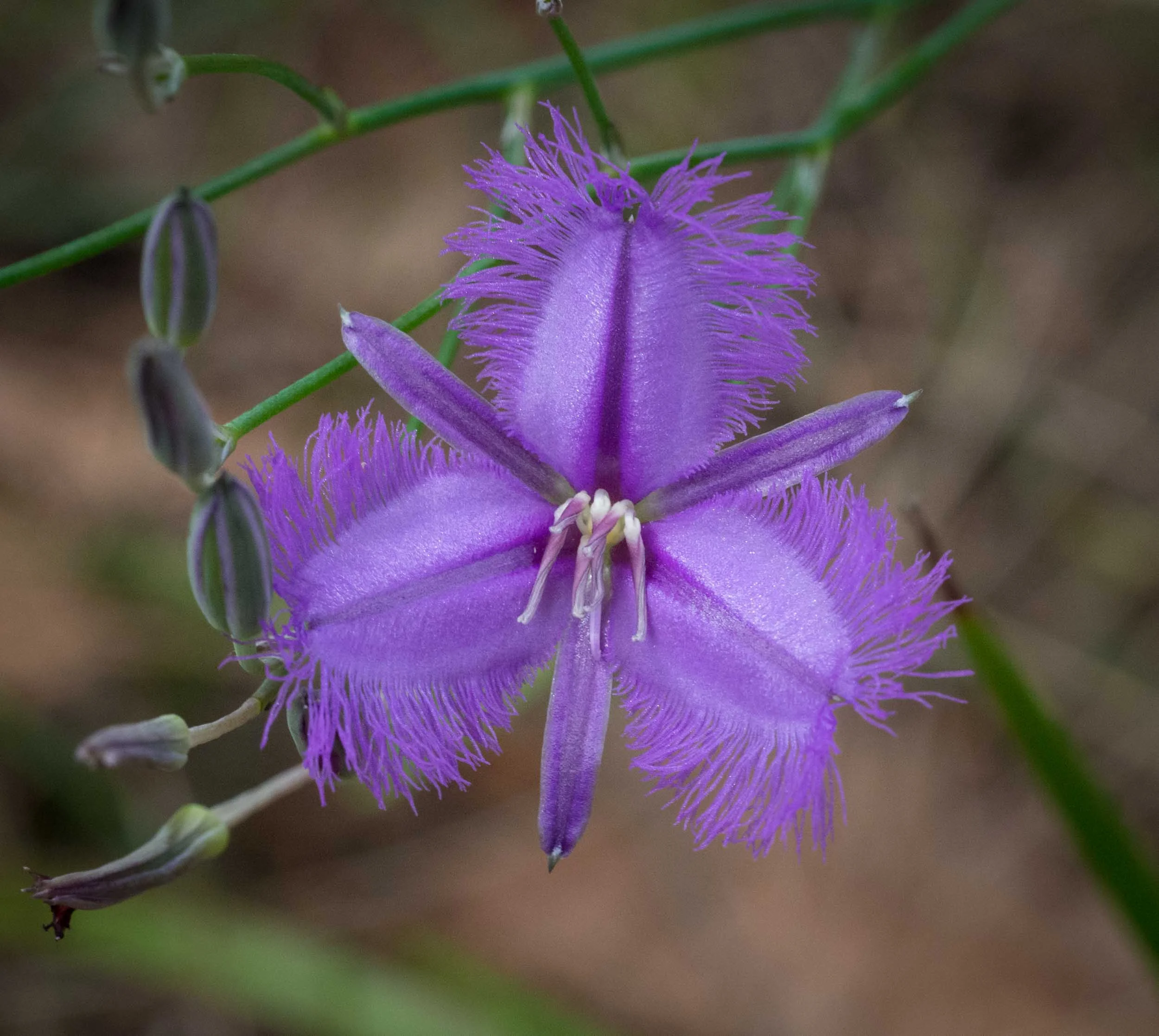 Fringe Lily